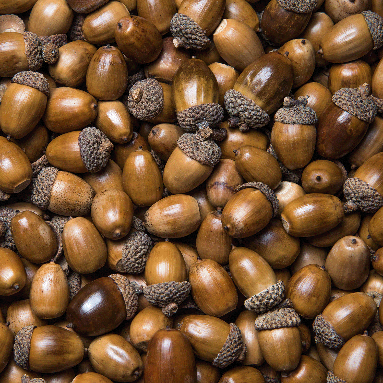 A close-up of brown acorns with textured caps fills the frame, evoking the cozy warmth of Tuscany Candle® SEASONAL’s Mysteriously Spooky: Apple Cinnamon & Amber Scented Halloween Candle (14 oz).