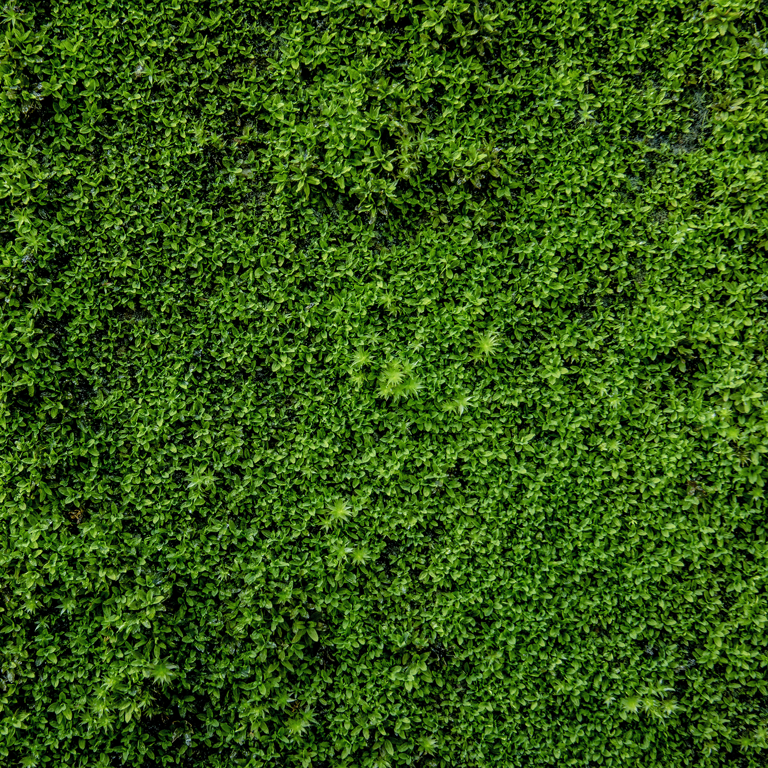 A dense, green leafy hedge forms a lush backdrop of tiny leaves—evoking the mystical vibe of Tuscany Candle® SEASONAL’s Voodoo Garden: Moonflower & Haunting Sage Scented Halloween Candle (Gothic Spell Collection).