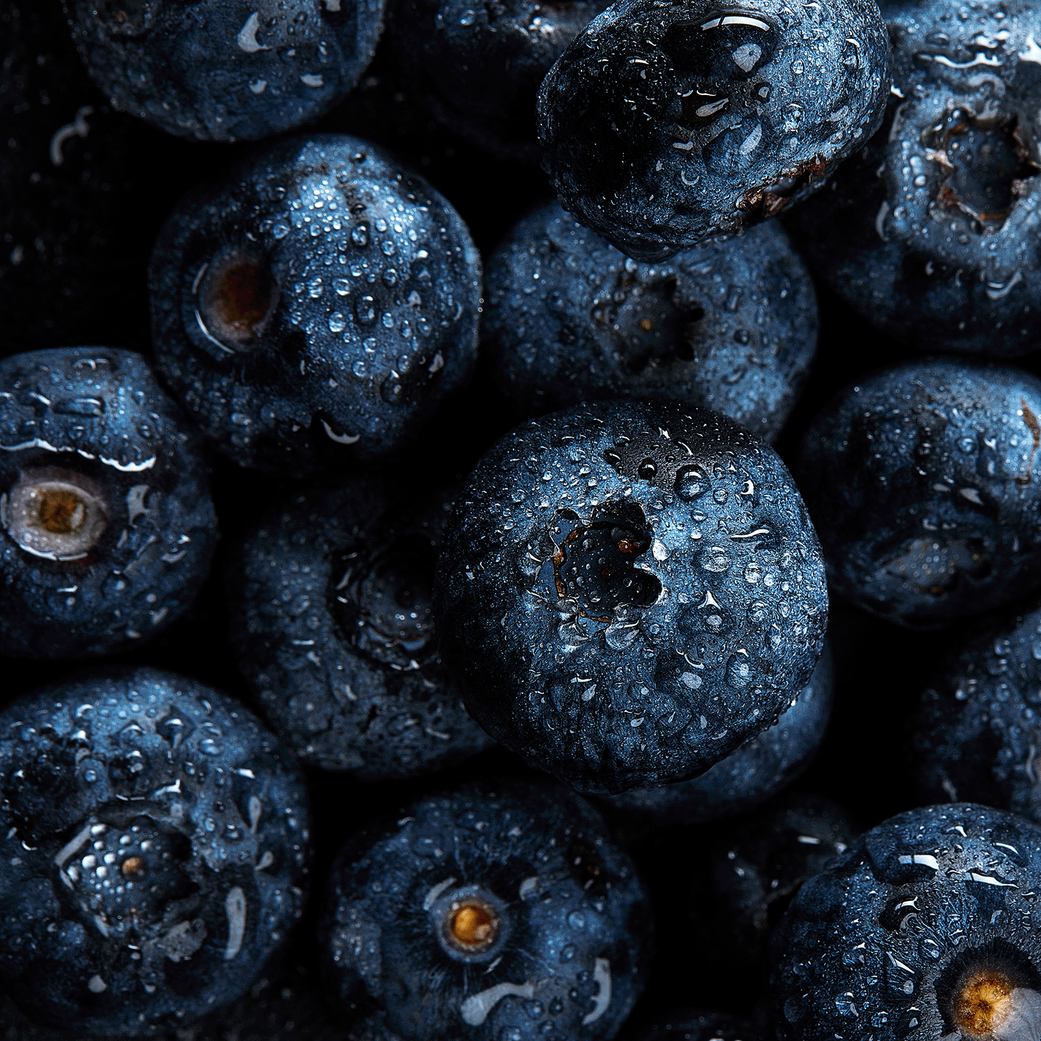 Close-up of fresh blueberries with water droplets, capturing the rich dark berries & whipped cream scent of the Raven Feathers Halloween Candle (16 oz) from Tuscany Candle® SEASONAL’s Apothecary Collection.