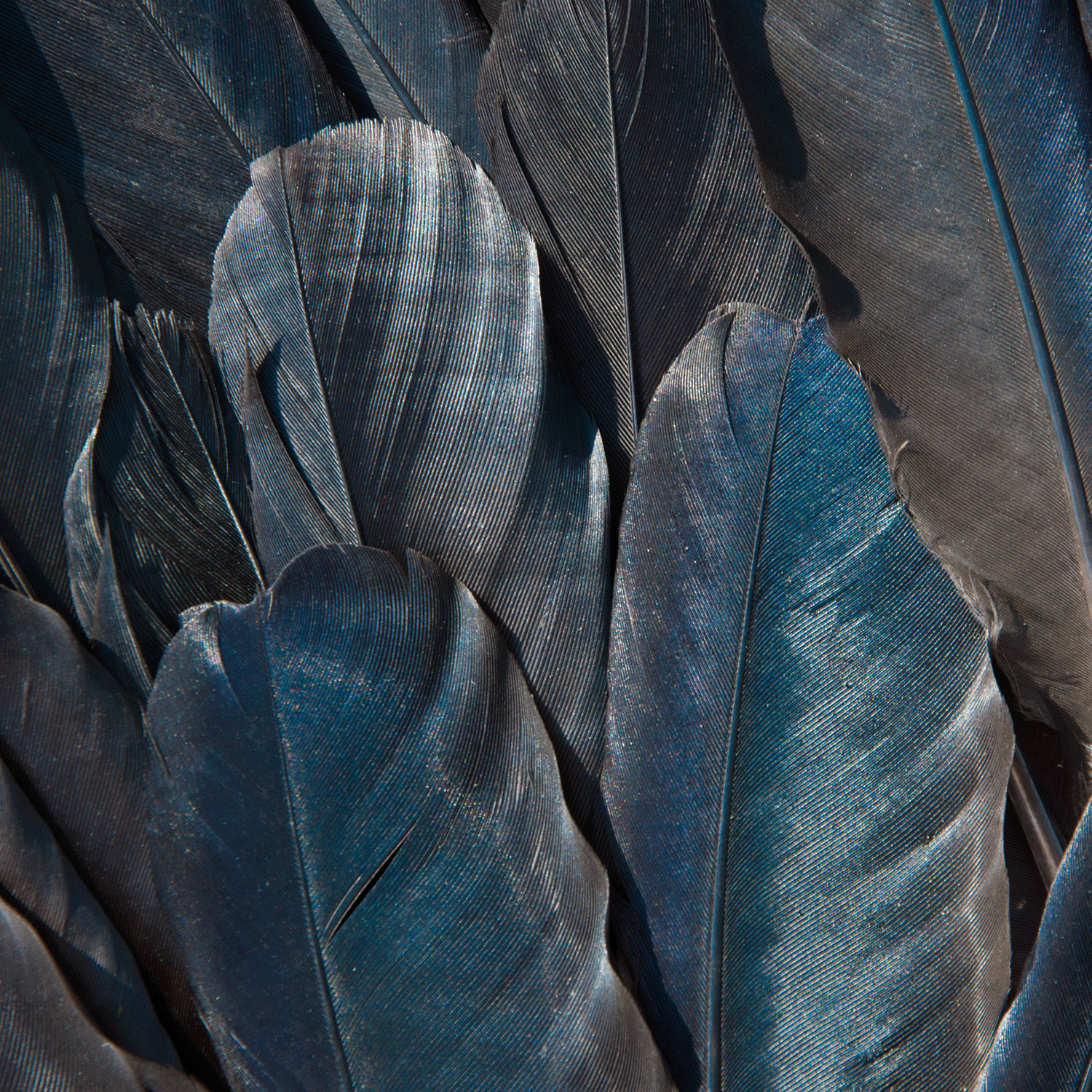Close-up of dark grey and blue bird feathers, with fine lines and textures—echoing the intricate detail on Tuscany Candle® SEASONAL's Raven Feathers: Dark Berries & Whipped Cream Scented Halloween Candle (16 oz), Apothecary Collection.