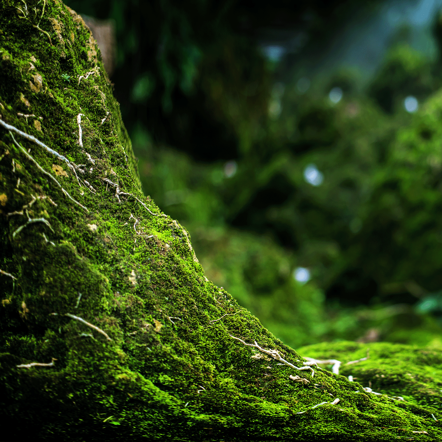 A moss-covered rock with thin branches evokes the earthy notes of Enchanted Oakmoss: Smoky Incense & Creeping Oakmoss Scented Halloween Candle (12 oz) from Tuscany Candle® SEASONAL’s Spooky Skull Collection.