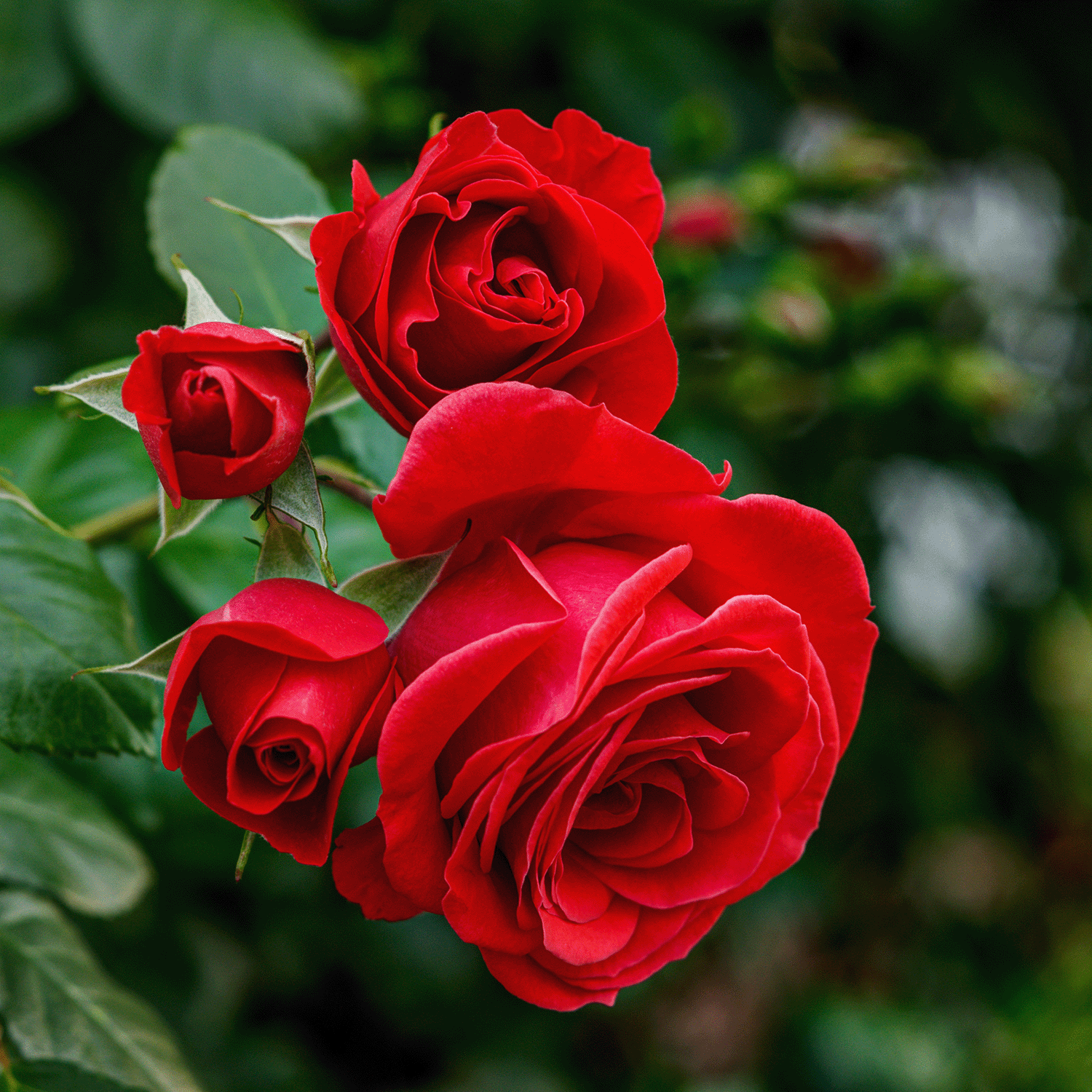 Four blooming red roses with green leaves create a bold scene, perfect to pair with Tuscany Candle® SEASONAL’s Phantom Fog: Pink Pepper & Rich Sandalwood Scented Halloween Candle (12 oz) from the Spooky Skull Collection.