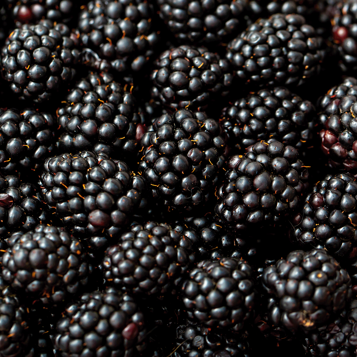 A close-up of glossy blackberries inspires our Tuscany Candle® SEASONAL Masquerade Party: Blackberry & Birch Bark Scented Halloween Wax Melt (2.5 oz).