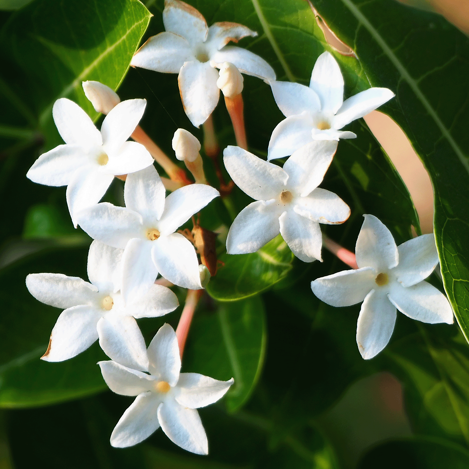 White jasmine flowers with five petals in bright sunlight evoke the fresh scent of Tuscany Candle® SEASONAL Festive Holiday Cardigan Scented Holiday Candle (14 oz).