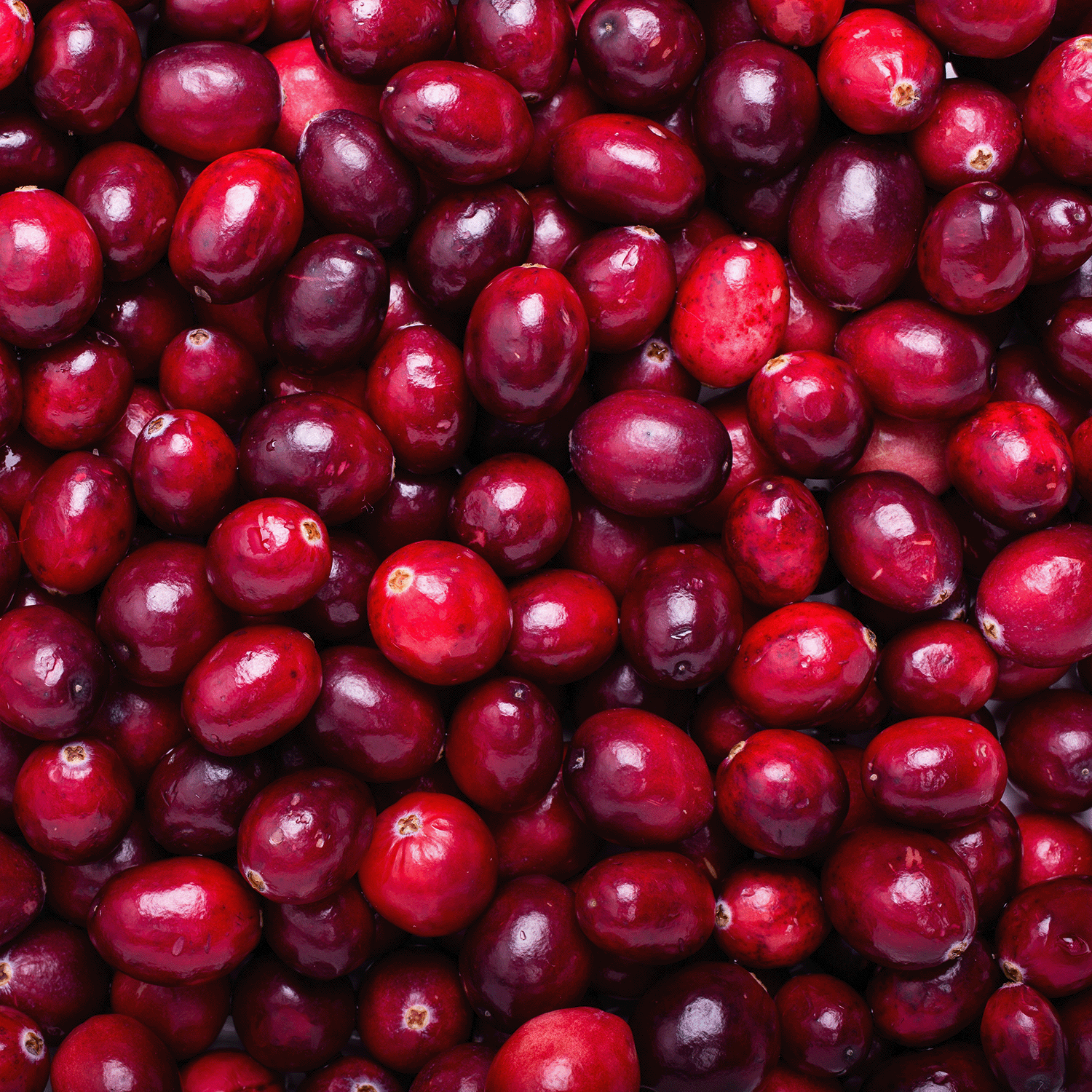 A close-up of glossy, deep red cranberries—perfect inspiration for Tuscany Candle® SEASONAL Festive Jam Cookie: Shortbread & Cranberry Scented Holiday Wax Melt (2.5 oz).
