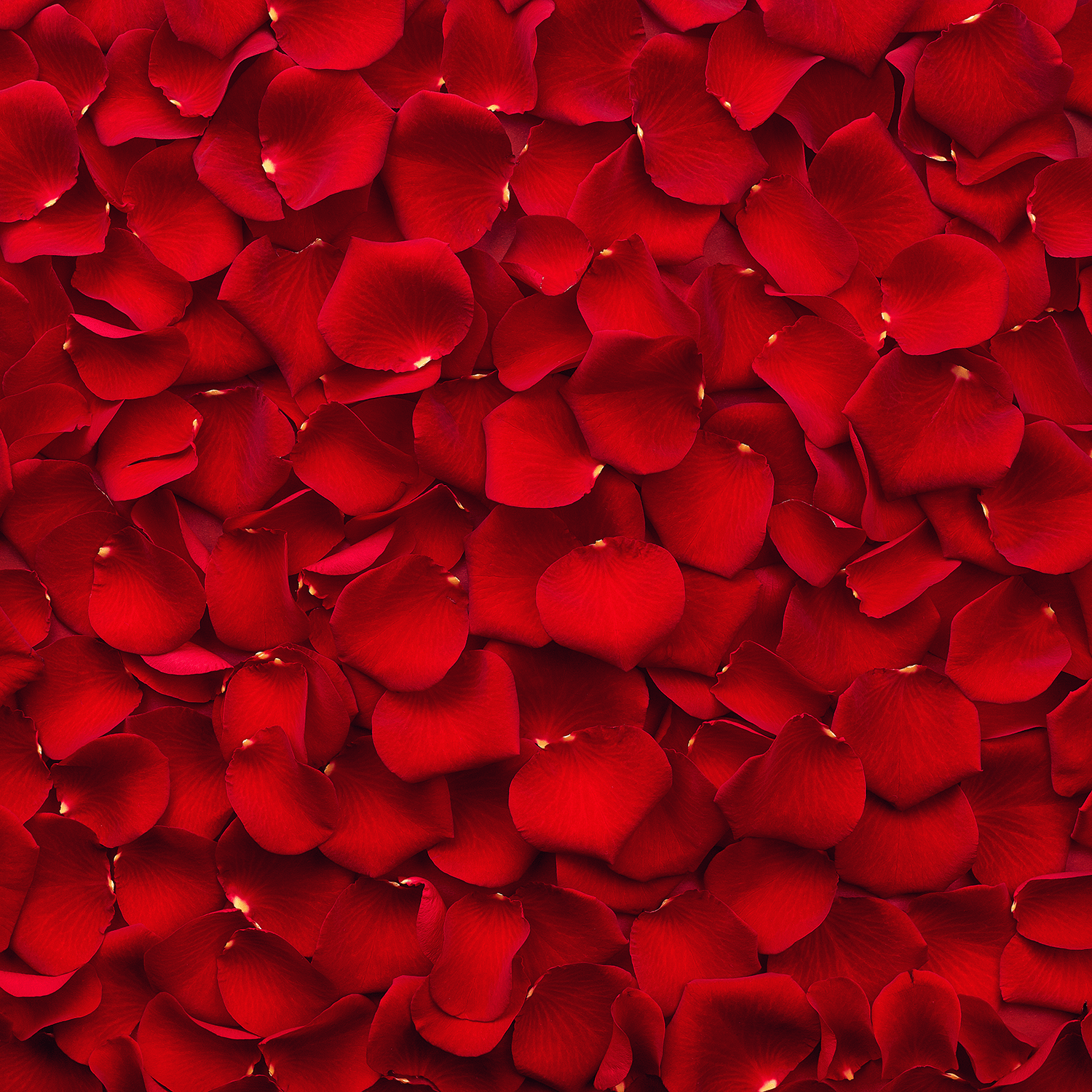 A close-up of overlapping red rose petals, reminiscent of the romantic scent in Tuscany Candle® SEASONAL's Secret Admirer: Leather & Musk Scented Valentine's Candle (18 oz).