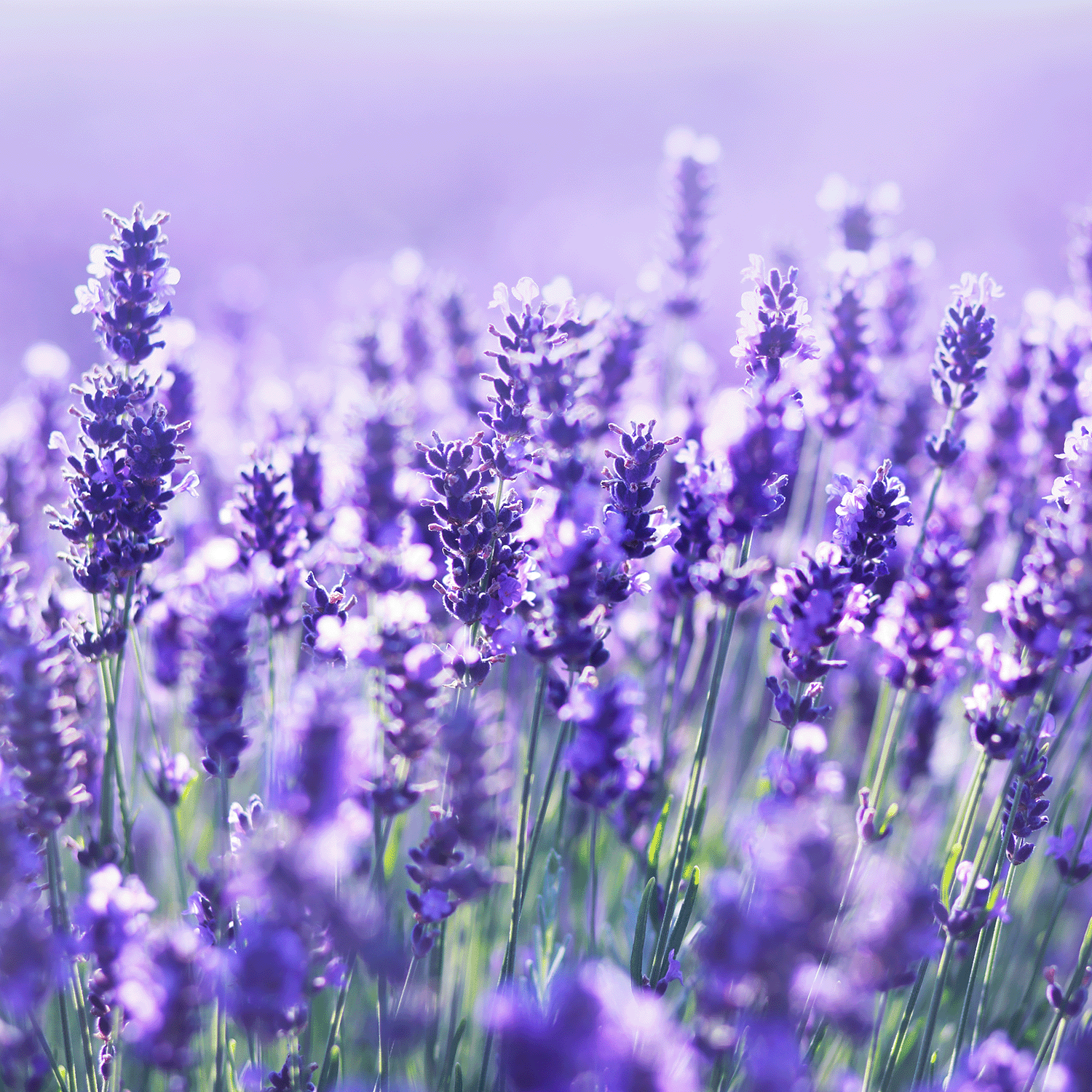 Close-up of blooming lavender fields inspires Tuscany Candle® SEASONAL's Crazy 4 You: Lavender & Vanilla Scented Valentine's Candle (14 oz), filling your space with the soothing aroma of fresh purple flowers.