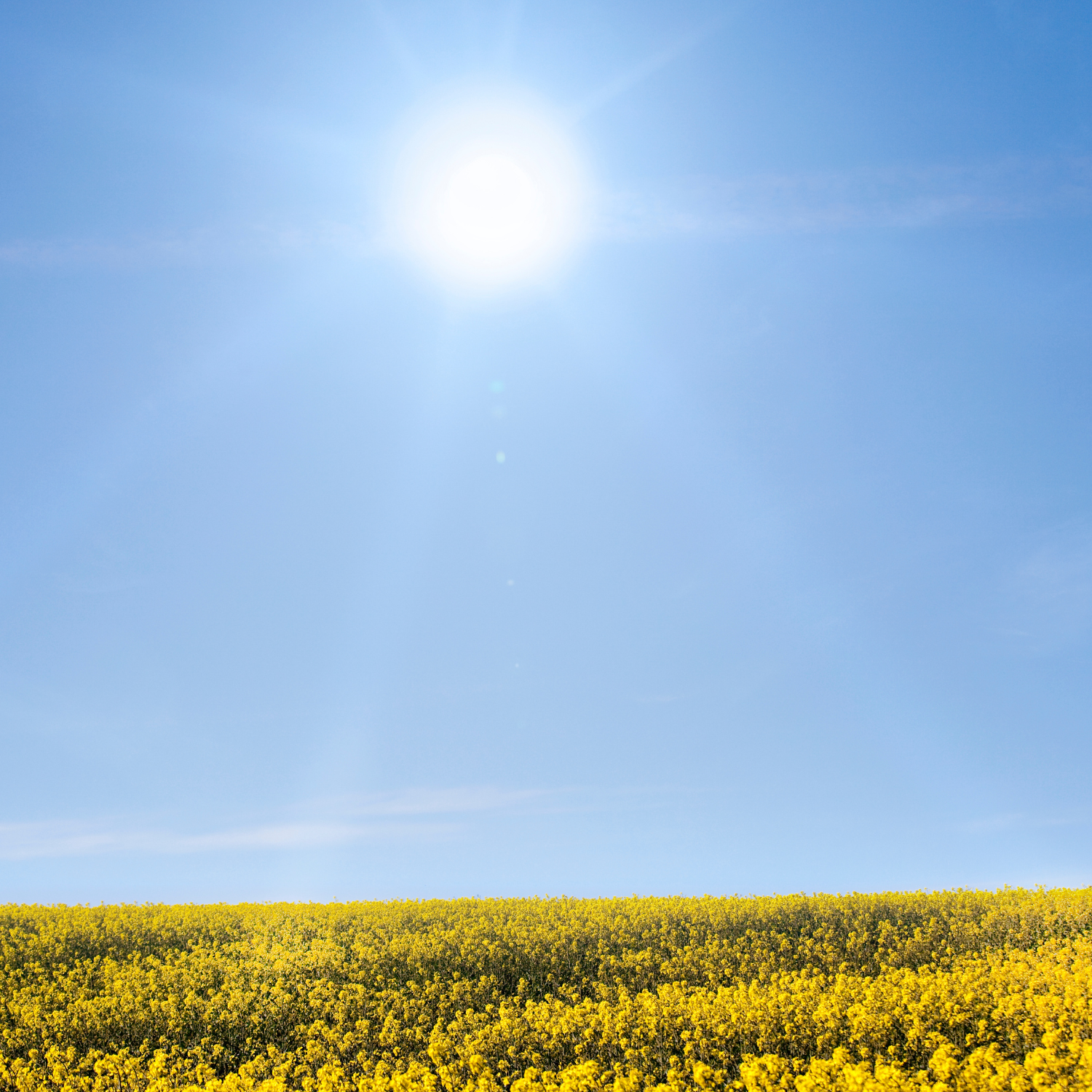 Bright sun over yellow fields inspires the Lakeside Rain Scented Jar Candle (10 oz) from Tuscany Candle® EVD’s Farmhouse Collection—a long-lasting candle that brings fresh, vibrant scents indoors.