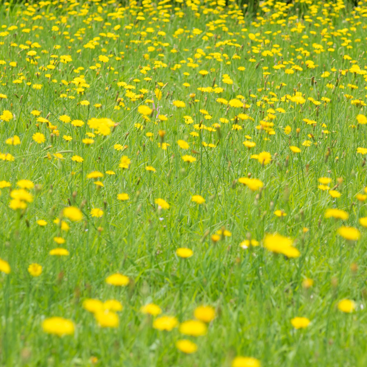 The Wildflowers Scented Jar Candle (10 oz) from Tuscany Candle® EVD’s Farmhouse Collection evokes the fresh charm of a field of green grass dotted with yellow dandelions under natural daylight.