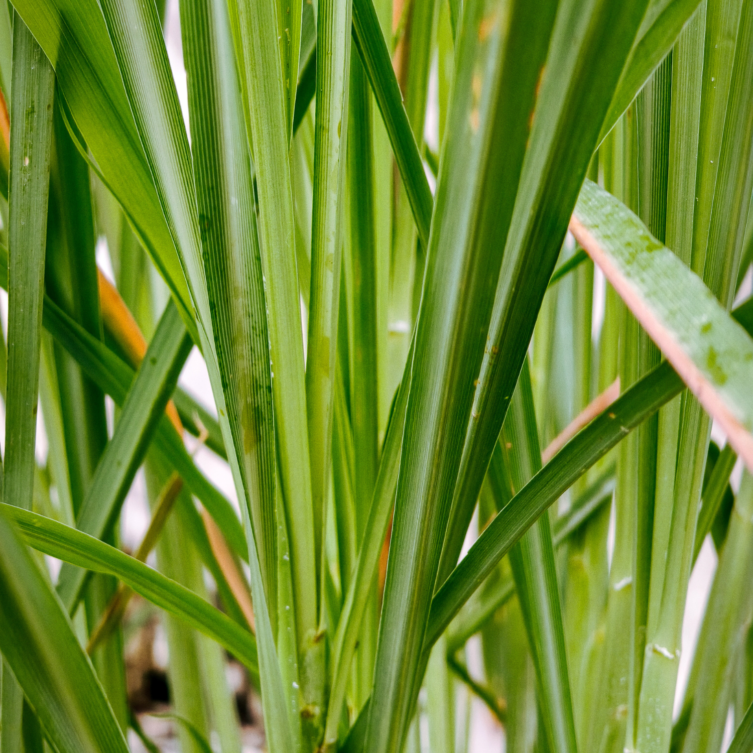 Close-up of tall, green grass blades, densely packed and overlapping—evoking the refreshing essence of Tuscany Candle® EVD Lemongrass Scented Jar Candle (10 oz) from our Farmhouse Collection.