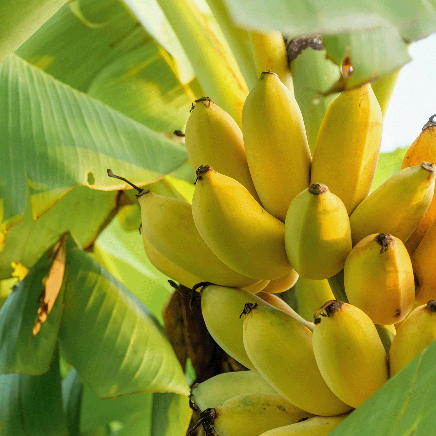 Experience the fresh scent of ripe banana flower and palm with Tuscany Candle® SEASONAL Beachside Bungalow: Banana Flower & Palm Scented Spring Wax Melt (2.5 oz), evoking tropical spring vibes in your home.