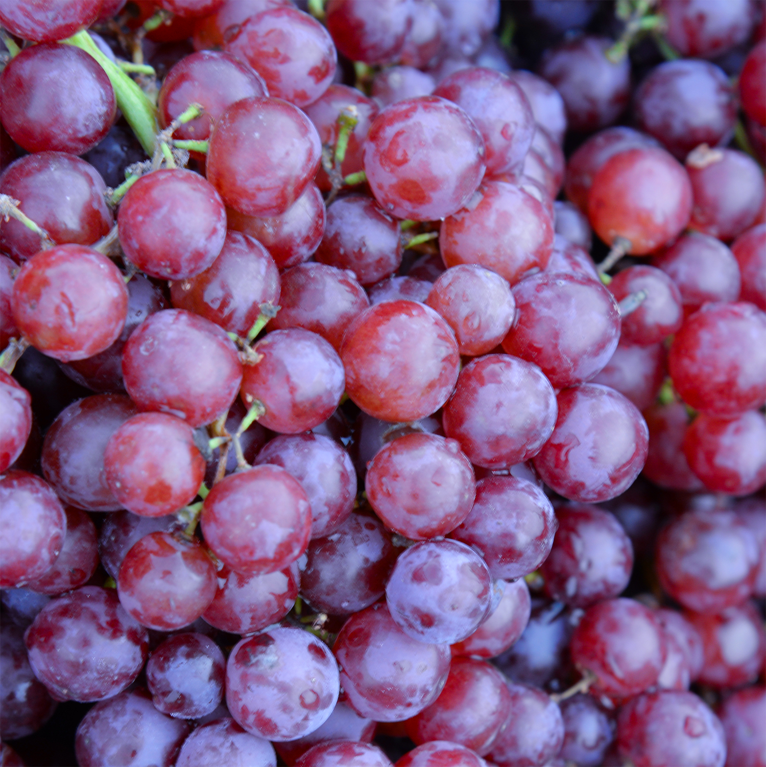 A close-up of shiny cotton candy grapes inspires Tuscany Candle® SEASONAL’s Carnival Sweets: Apples & Cotton Candy Grapes Scented Spring Wax Melt (2.5 oz)—a fruity, fun home fragrance.