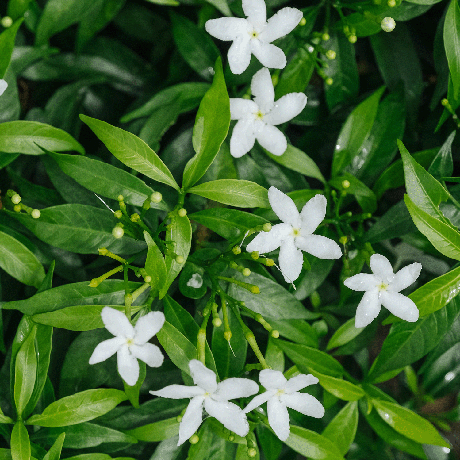 White, star-shaped jasmine blooms and glossy green leaves evoke the fresh aroma of Tuscany Candle® SEASONAL Secret Garden: Jasmine & Citrue Scented Spring Wax Melt (2.5 oz), with visible buds hinting at a lush spring scent experience.