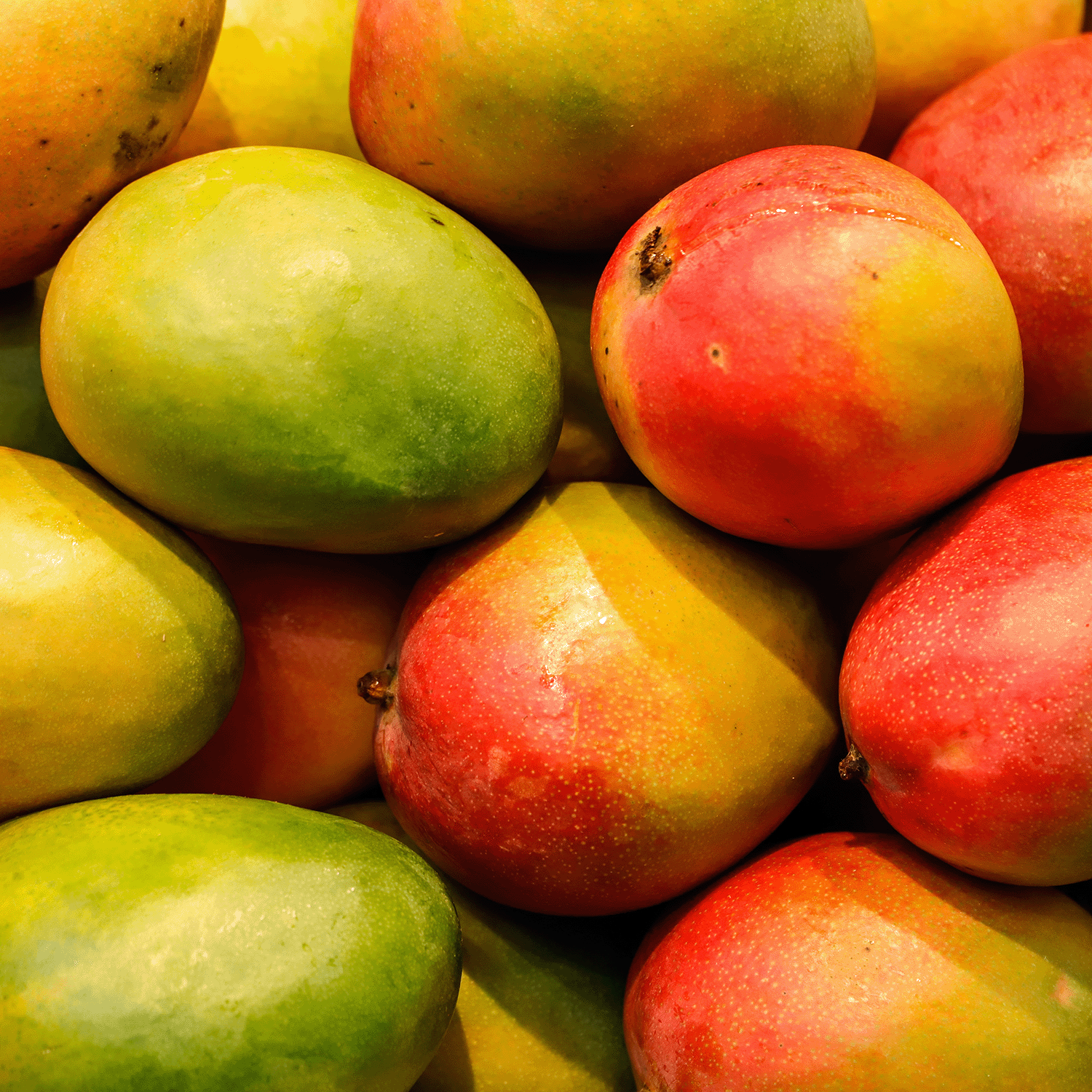 A vibrant stack of mangoes inspires the Mango Meringue: Orange & Sugar Cane Scented Spring Candle (18 oz) by Tuscany Candle® SEASONAL—a tropical aroma for your home.