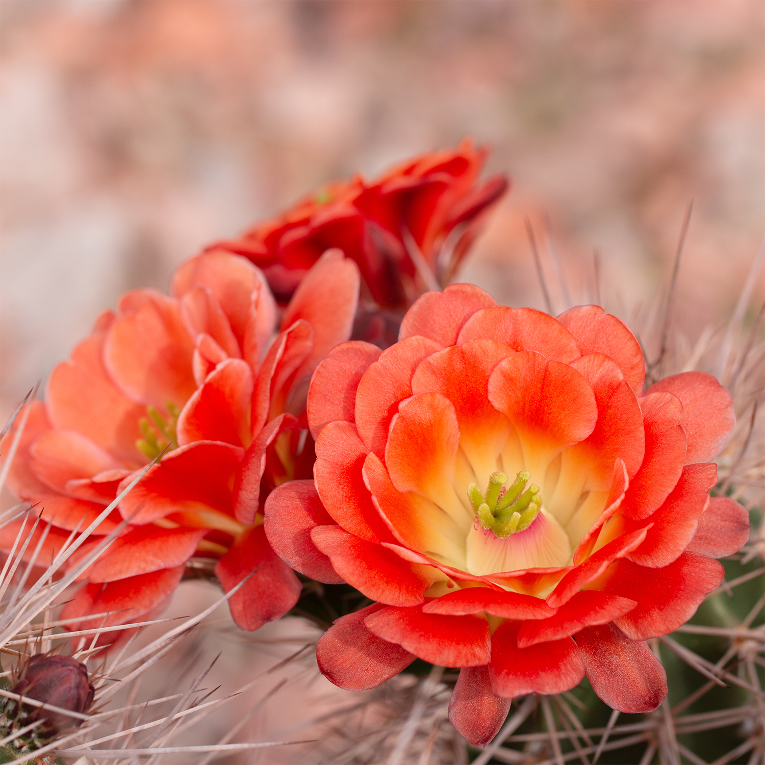 A close-up of orange-red cactus flowers in bloom inspires our Tuscany Candle® SEASONAL Cactus Cooler: Sparkling Seltzer Scented Summer Candle (13 oz)—the perfect fragrance for summer.
