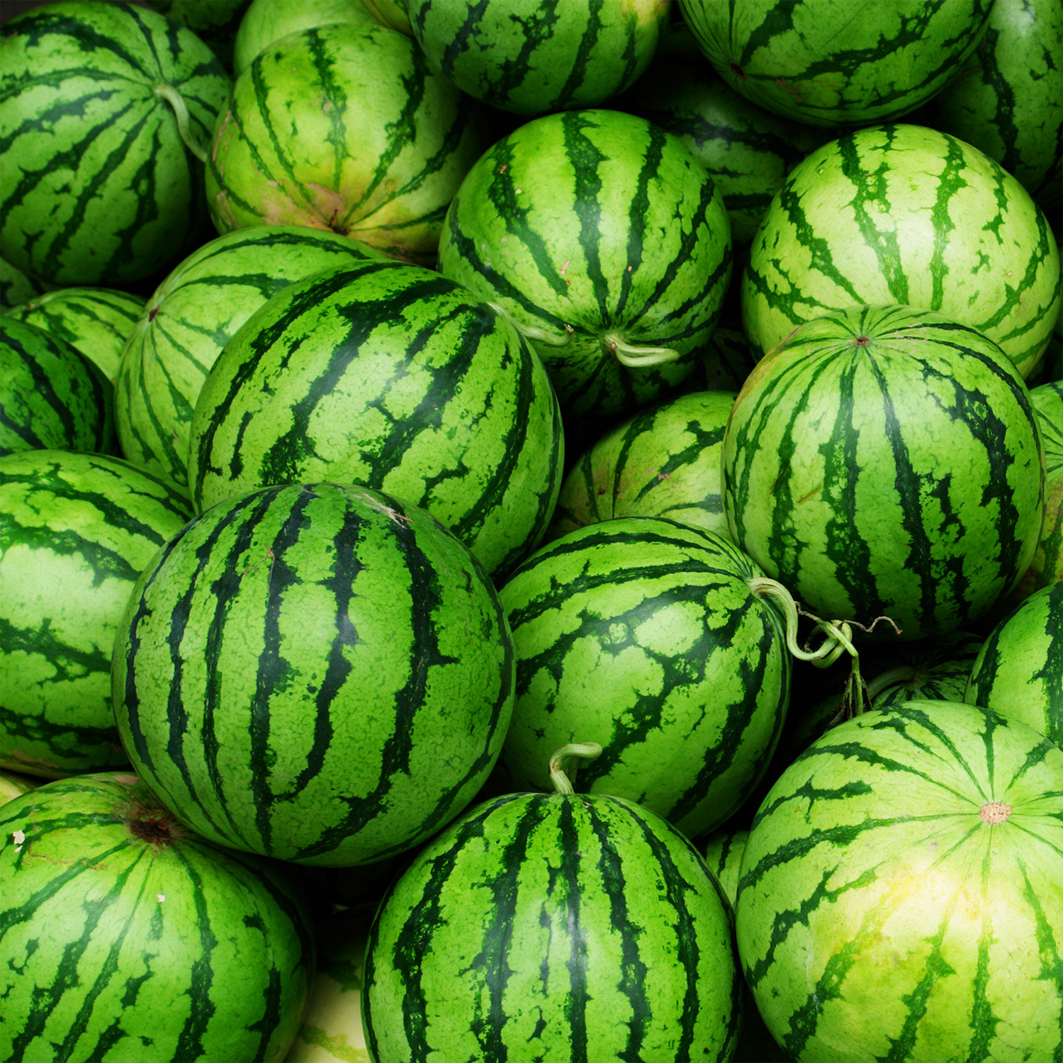 A pile of whole watermelons with green rinds and dark stripes, just like the fresh aroma of Tuscany Candle® SEASONAL’s Strawberry Vines: Watermelon & Oak Scented Spring Tin Candle from the Down to Earth Collection.