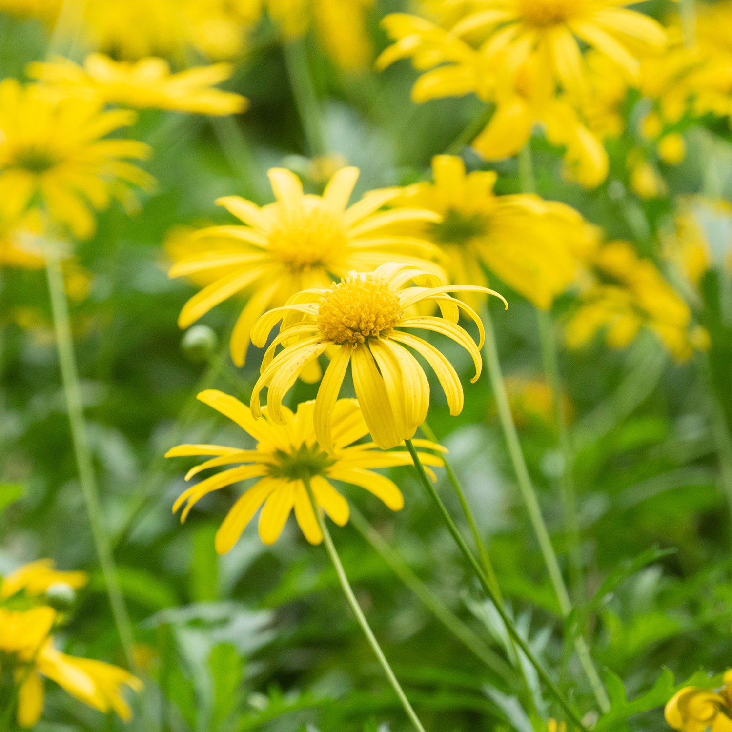 Bright yellow dandelions inspire the Dandelion Wishes: Mandarin & Vetiver Scented Spring Tin Candle (12 oz) by Tuscany Candle® SEASONAL, filling your space with citrus-fresh spring notes from the Down to Earth Collection.