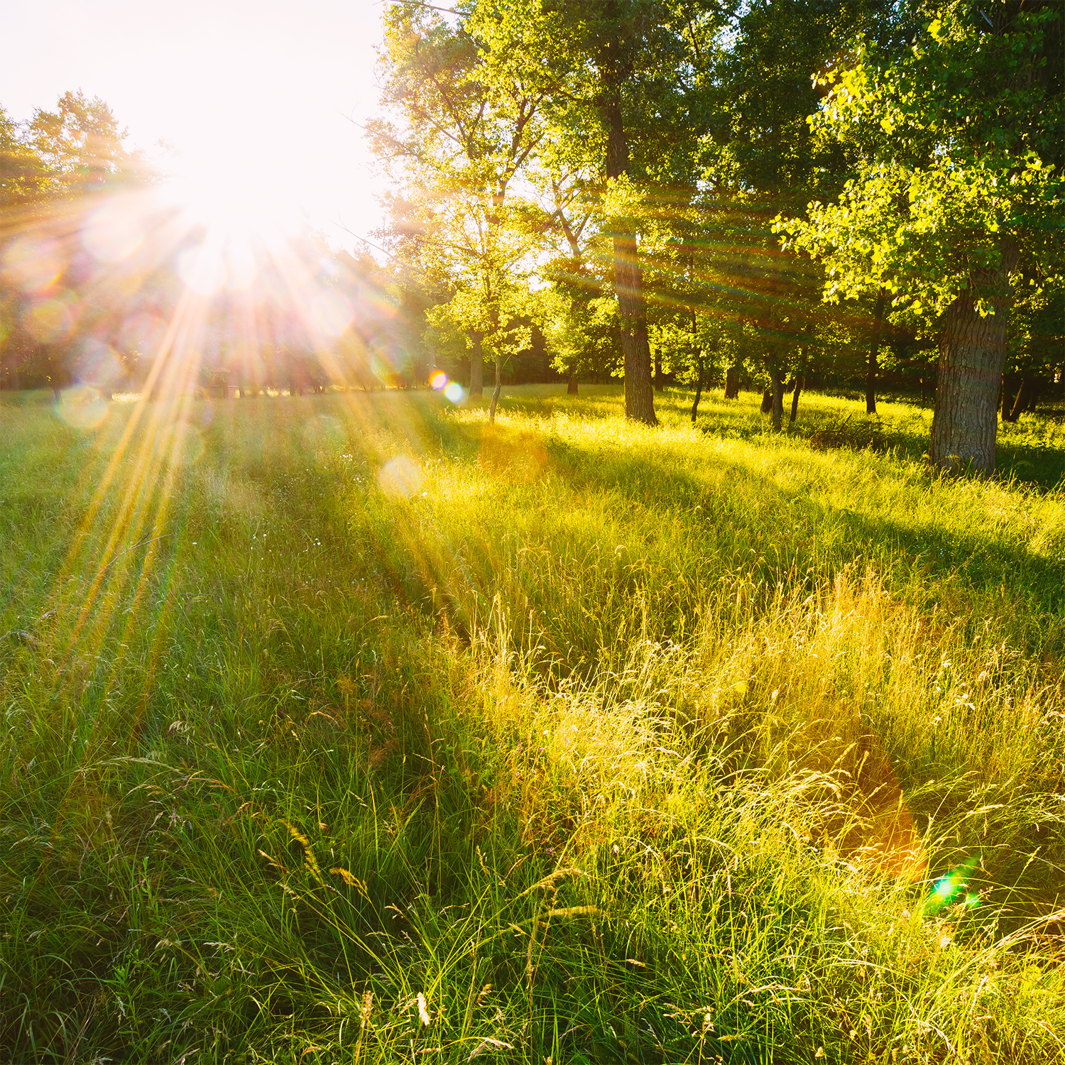 Sunlight through trees casts warm rays on grass, like the gentle glow of Tuscany Candle® SEASONAL's Liberty: American Linen Scented Summer Candle (14 oz), evoking summer in a natural outdoor setting.