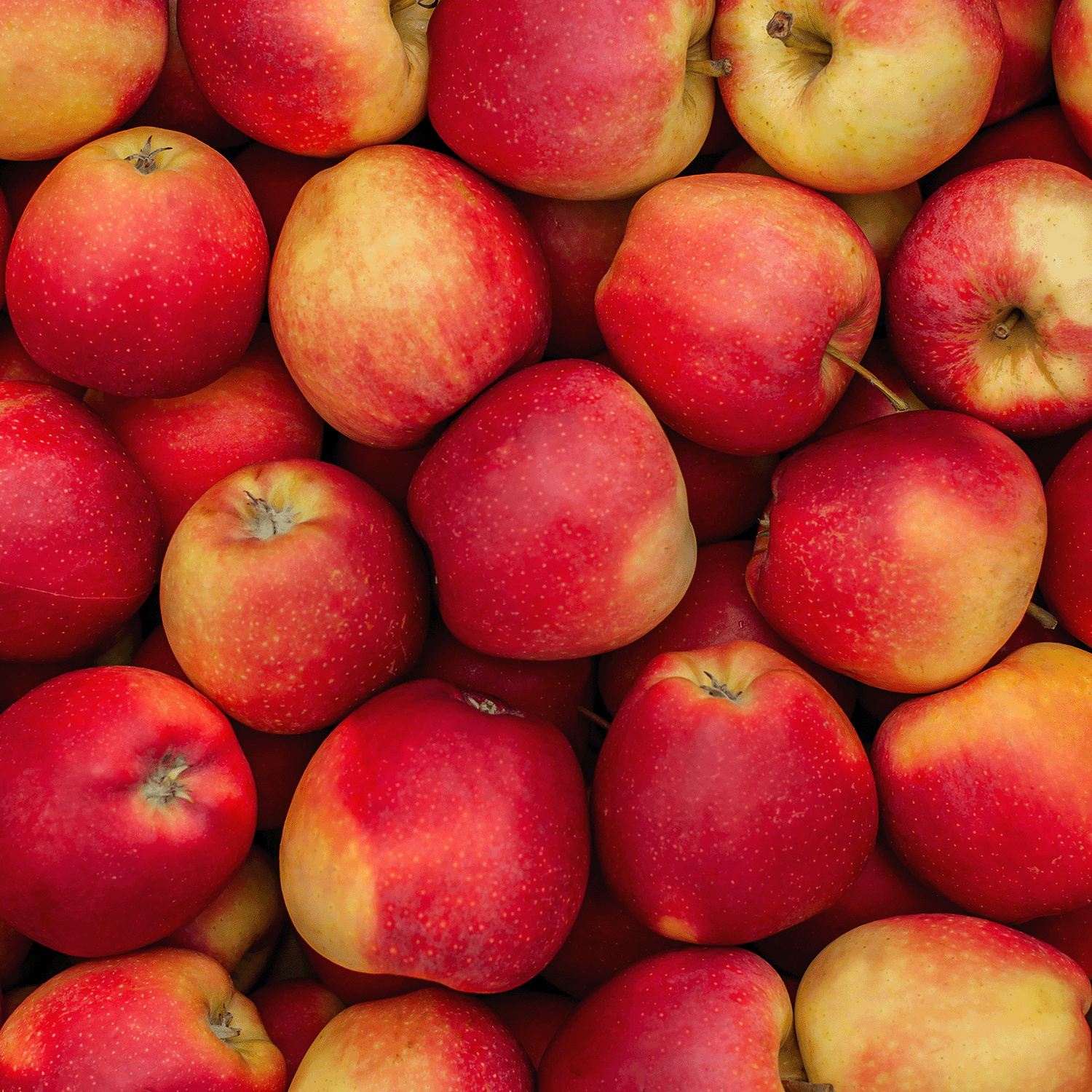 A pile of red and yellow apples, closely nestled together with smooth skins and unique shapes, sets the perfect mood for Tuscany Candle® SEASONAL's Sparkling Cider: Bitters & Prosecco Scented Fall Candle (18 oz)—an autumn home fragrance inspired by mulled spiced cider.