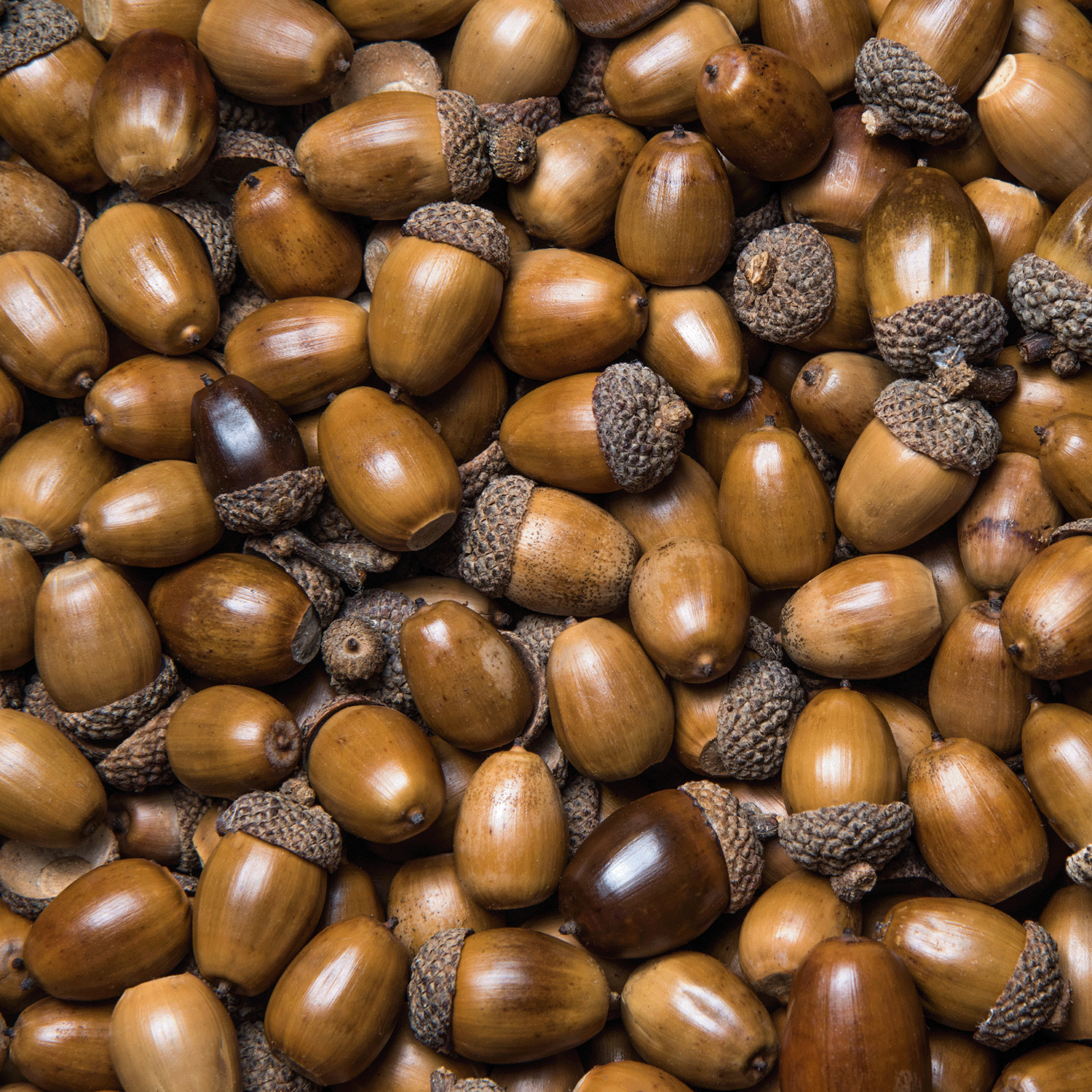 A close-up view of a pile of brown acorns with textured caps, capturing the inviting, autumnal atmosphere evoked by the Tuscany Candle® SEASONAL Copper Leaves®: Acorns & Crushed Leaves Scented Fall Candle (18 oz).