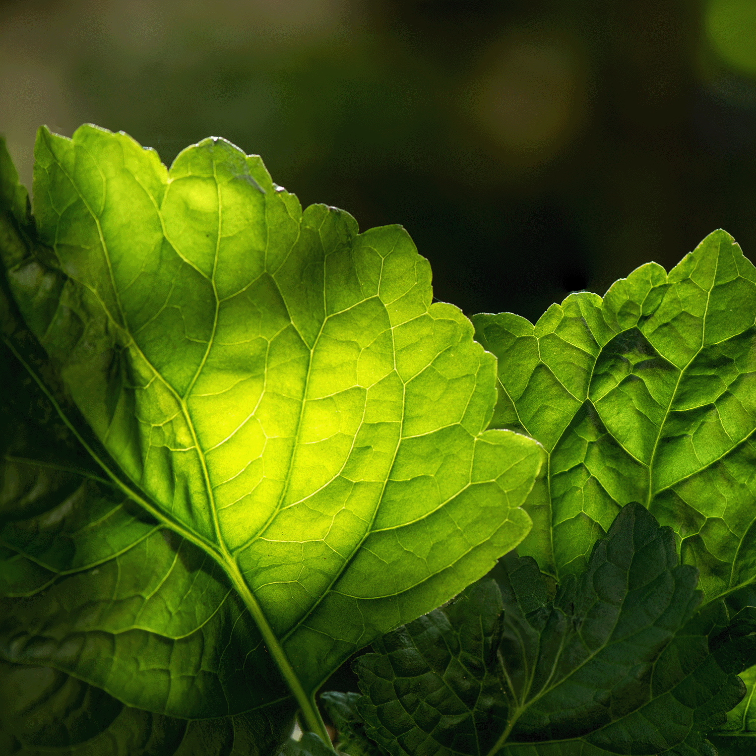 Close-up of green leaves with sunlight illuminating their veins and texture, set against a soft, dark background—an image that captures the fresh inspiration behind our Autumn Foliage: Citrus & Patchouli Scented Fall Candle (12.5 oz) by Tuscany Candle® SEASONAL, crafted with a soy blend wax to uplift your autumn home fragrance.