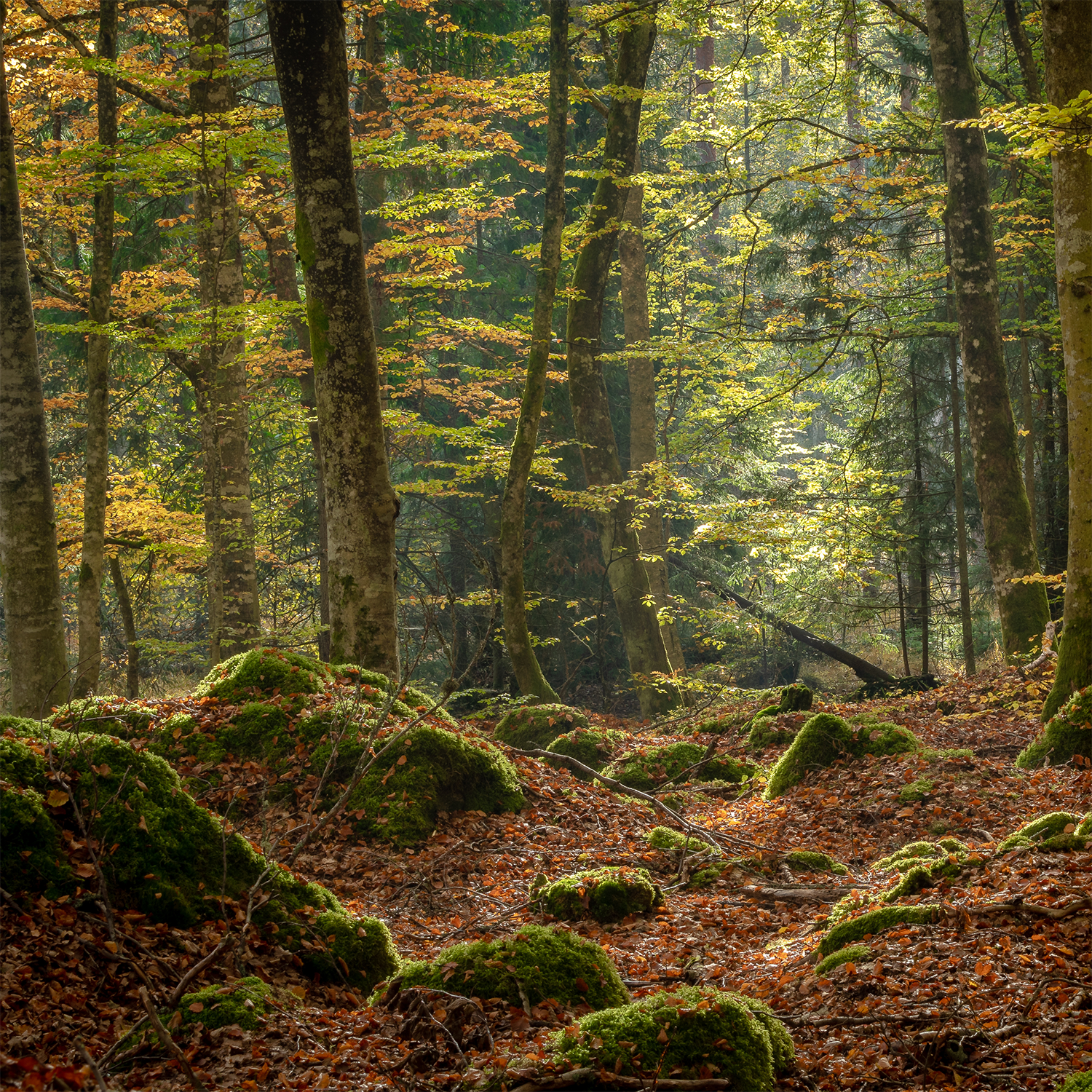 Sunlight filters through tall trees in a forest, illuminating moss-covered rocks and leaves blanketing the earth, as if nature itself is aglow with the warm, inviting fragrance of Tuscany Candle® SEASONAL’s Twilight Amber: Peppercorn & Cardamom Scented Fall Candle (14 oz)—the perfect inspiration for autumn home fragrance.