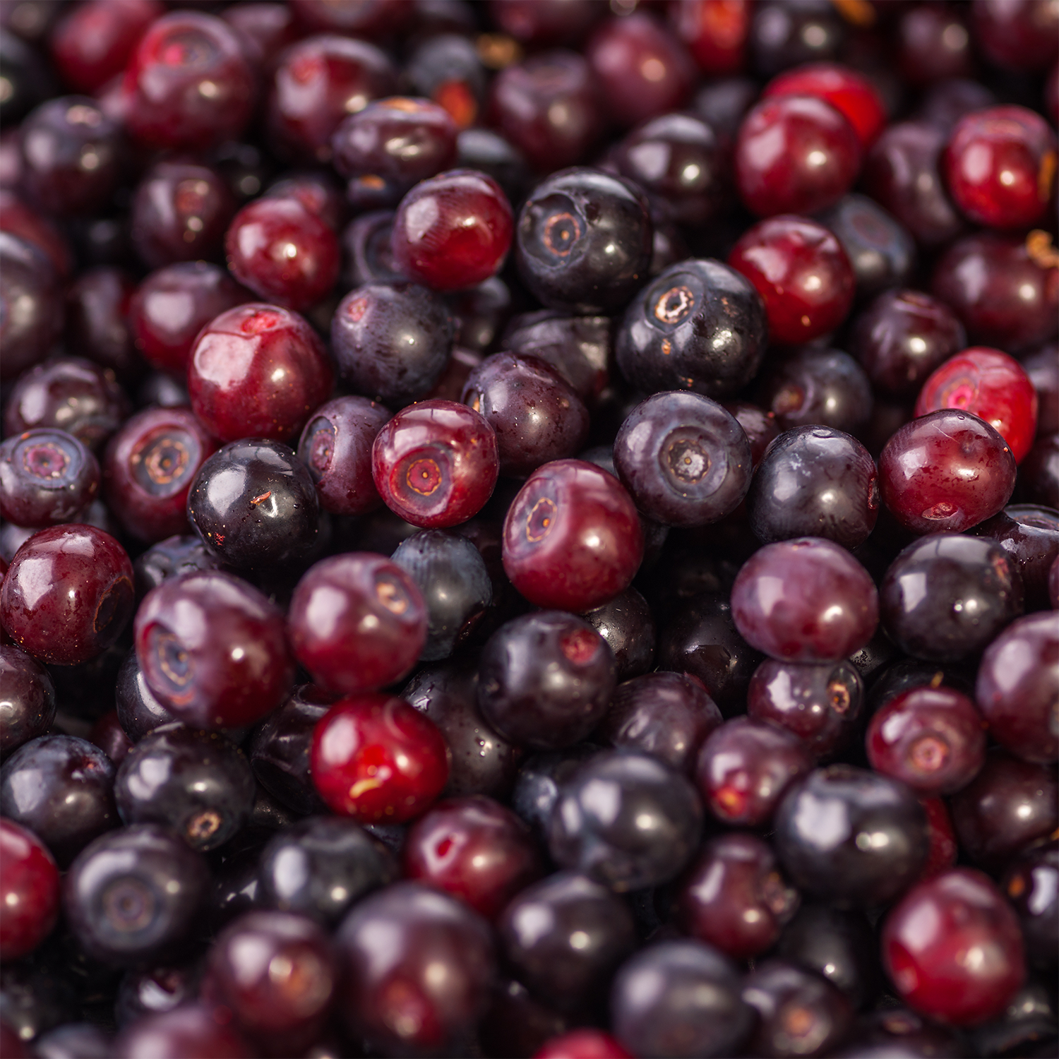 Close-up of a pile of ripe, fresh berries, primarily deep blue and red, their smooth, glossy skins evoking the rich aroma of Tuscany Candle® SEASONAL’s Foraged Huckleberry: Wild Berries & Crushed Leaves Scented Fall Candle (14 oz)—the perfect autumn home fragrance for any space.