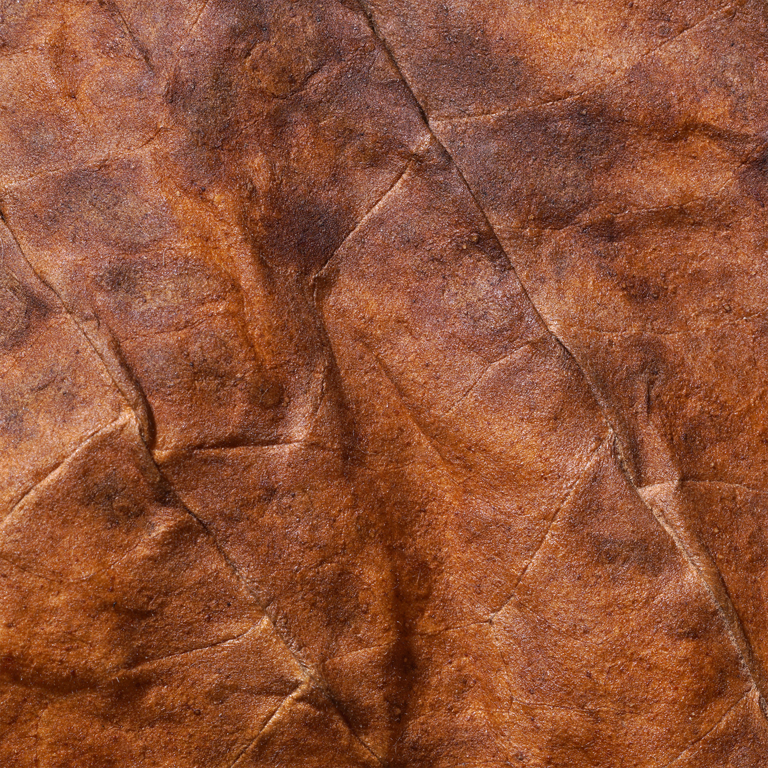 Detailed close-up of textured brown parchment paper featuring prominent creases and organic color variations—evoking the rugged charm captured by Tuscany Candle® SEASONAL’s Backwoods Bound: Leather & Tobacco Scented Fall Wooden Wick Candle (14.5 oz).