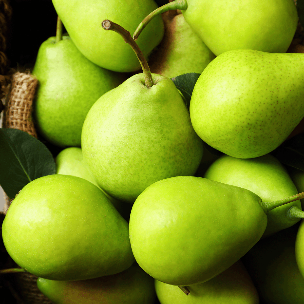 A pile of fresh green pears with stems and leaves next to a Winter Pear: Golden Pear & Vanilla Scented Holiday Candle (18 oz) by Tuscany Candle® SEASONAL.