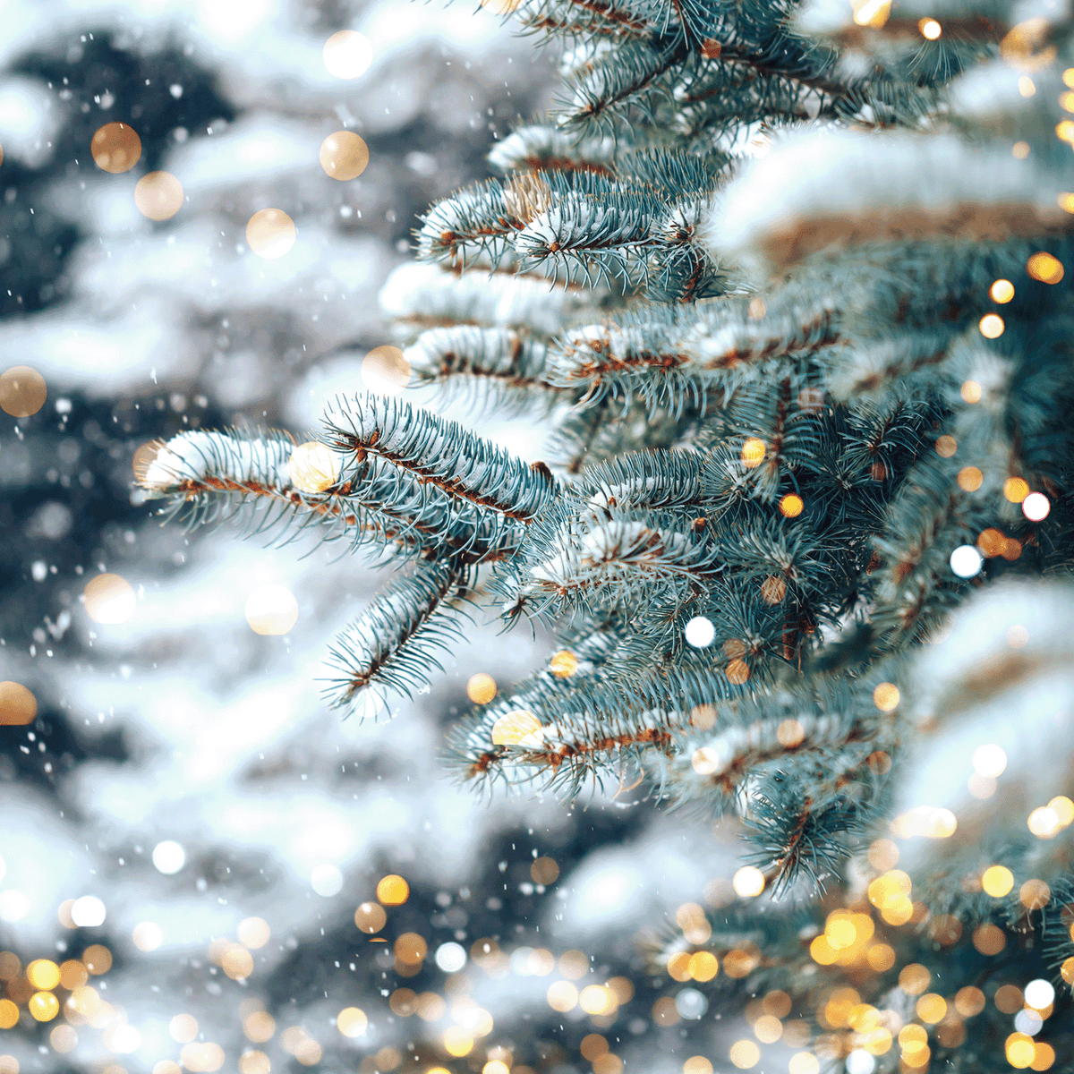 Snow-dusted pine branches with blurred, glowing golden lights frame a Falling Snow: Crisp Air & Citrus Scented Holiday Candle (14 oz).