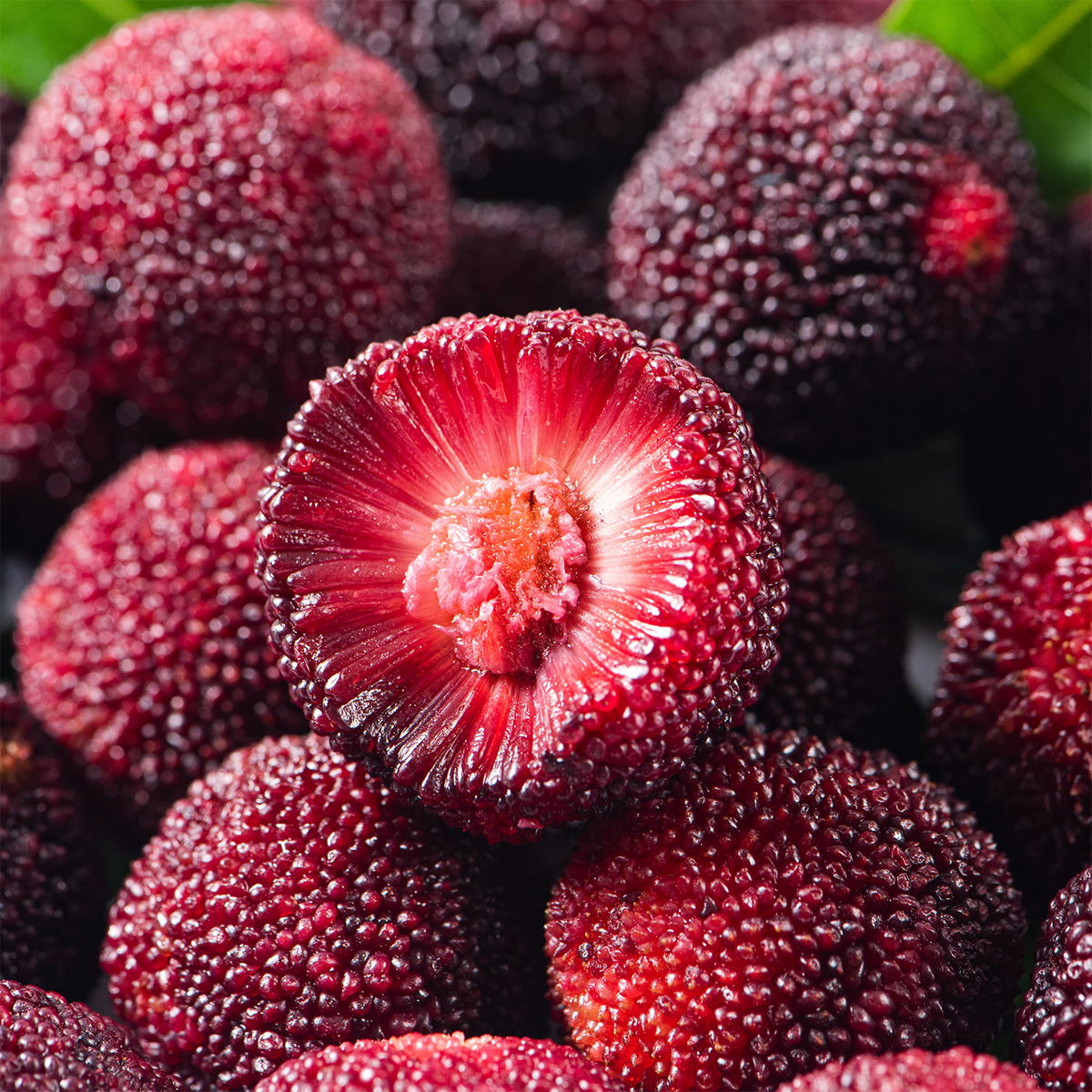 A cluster of deep red bayberries on a Fireside Berry: Bayberry & Embers Scented Holiday Candle (14 oz), with one berry sliced open to reveal the textured, radiating pulp inside.