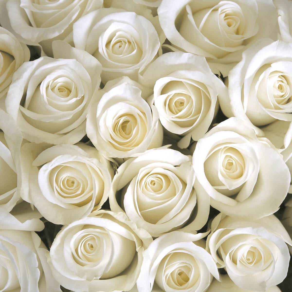 A close-up of a dense bouquet of white roses featured on a Midnight Evergreen: Bergamot & Rose Scented Holiday Candle (14 oz) by Tuscany Candle® SEASONAL.