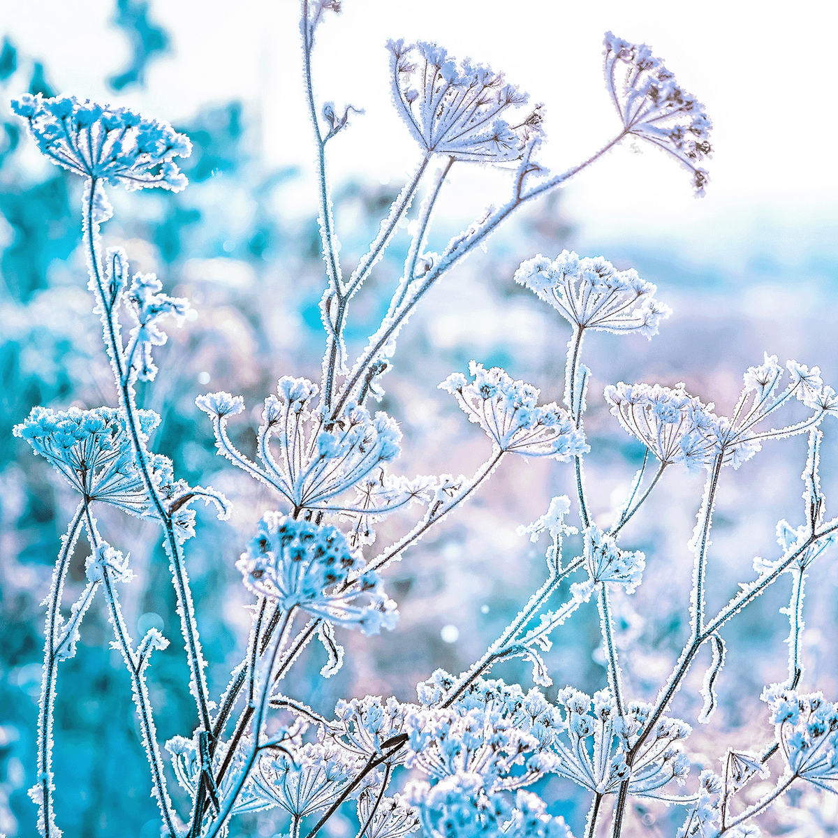 Frost-covered wildflowers against a soft blue and white background for the Nordic Drift: Frozen Lime & Patchouli Scented Holiday Candle (18 oz) by Tuscany Candle® SEASONAL.