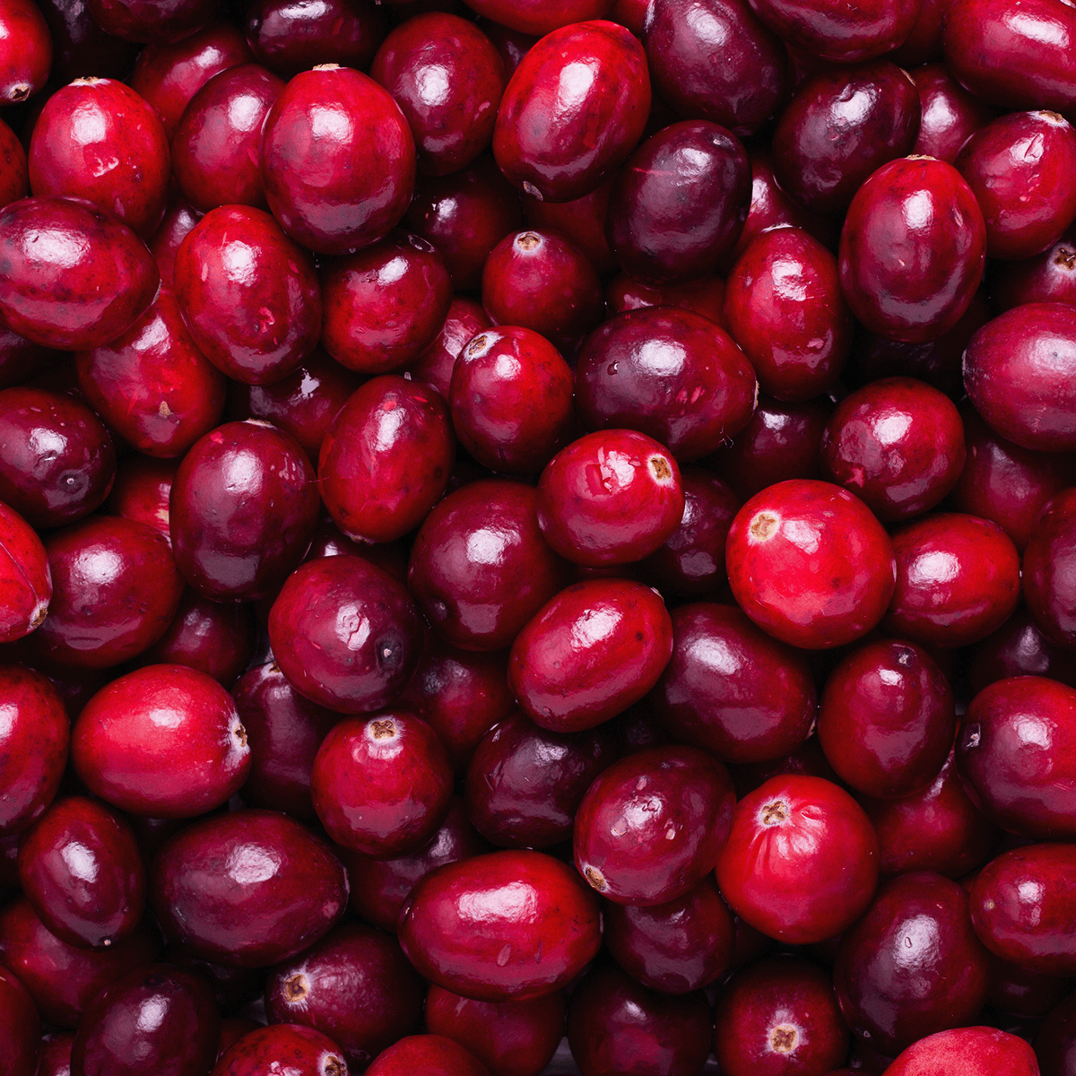 A close-up of a pile of fresh, dark red cranberries next to a Cranberry Shortbread: Baked Vanilla & Butter Scented Holiday Candle (14 oz).