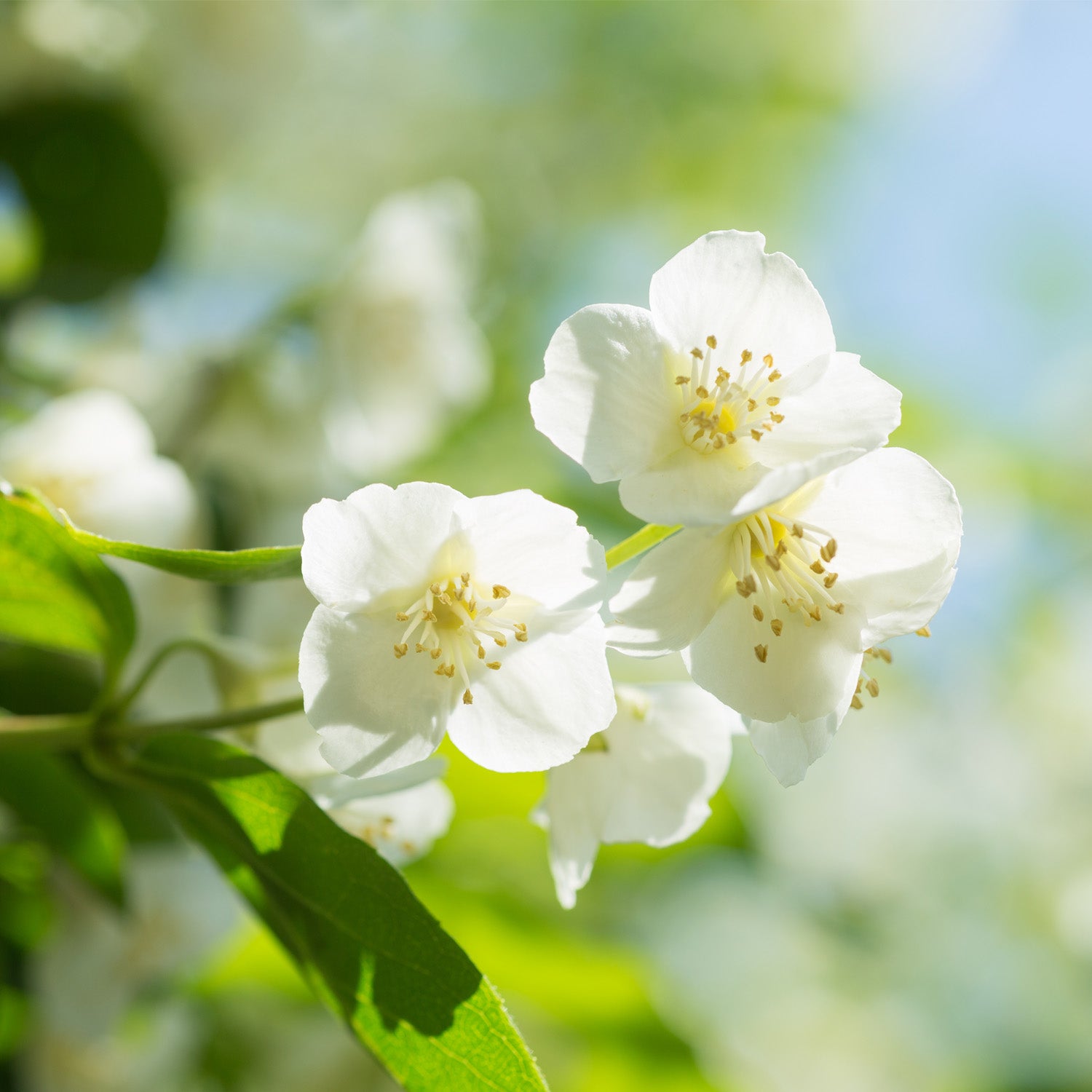 A photo of Jasmine flowers. Jasmine is one of the key flavor profiles in the "Wild Honeysuckle" long-lasting scented candle from Tuscany Candles.