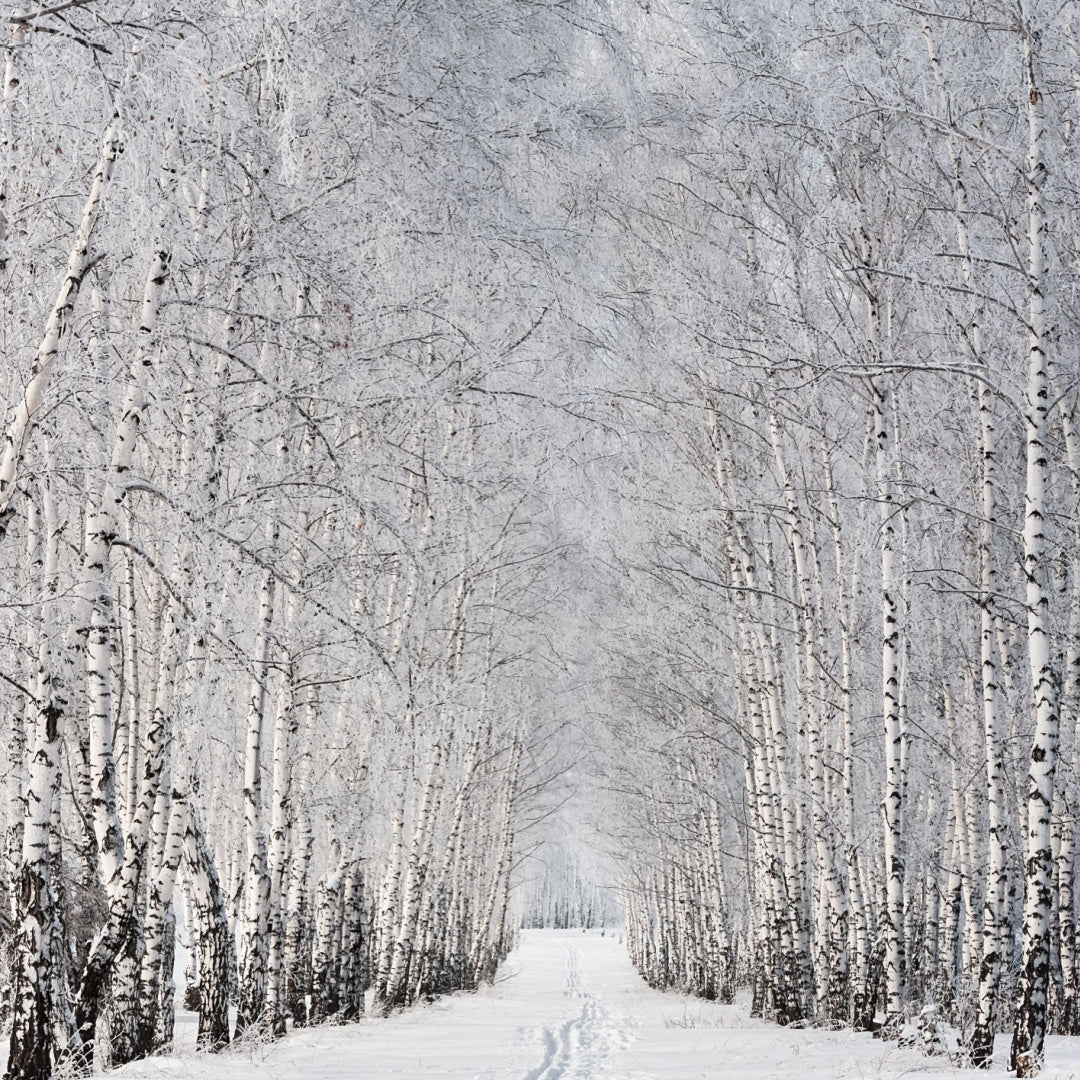 A snowy path through a frosted birch forest - this scene is evoked in our scented candle