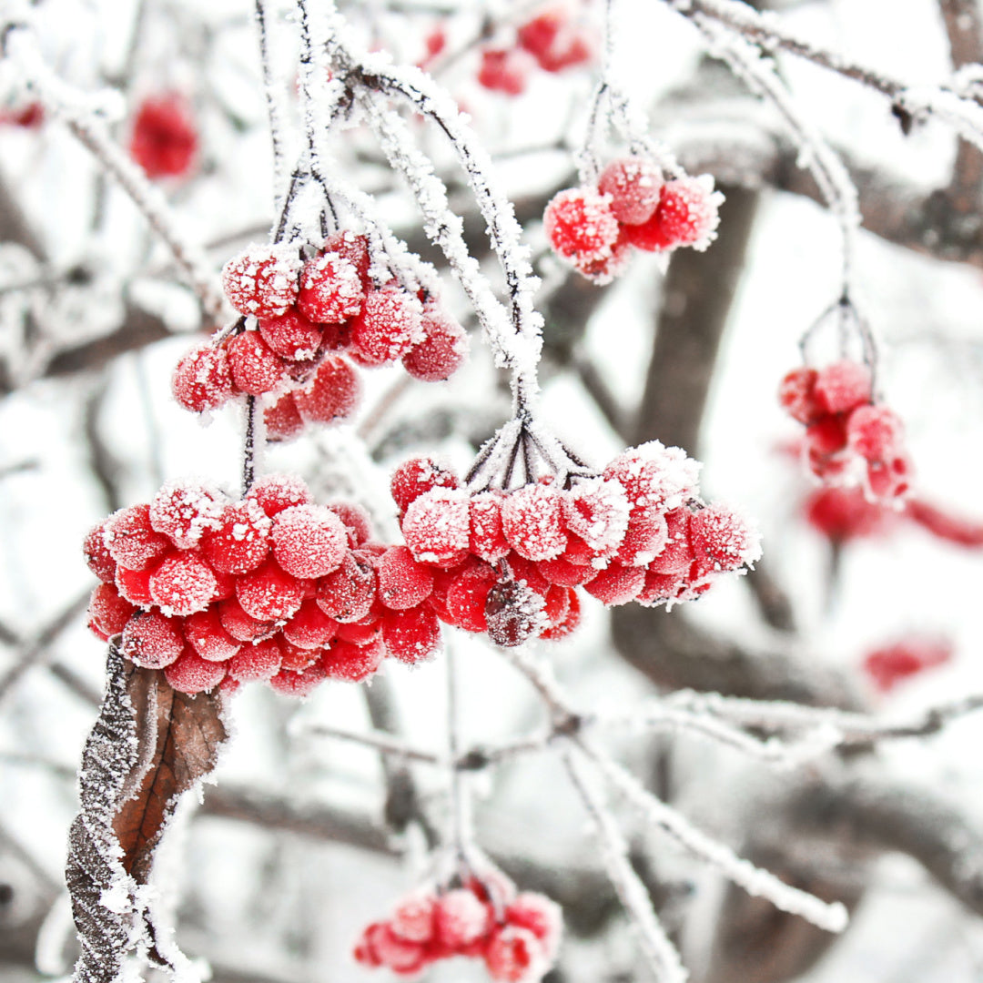 A light snow coats winter botanicals on a tree branch