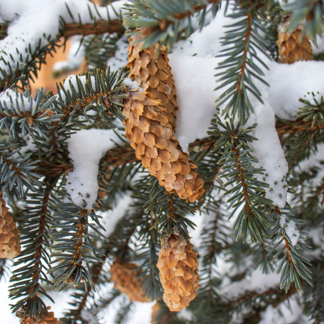 A closeup of a blue spruce tree covered in snow. This image is the inspiration for our "Winter Woods" winter candle.