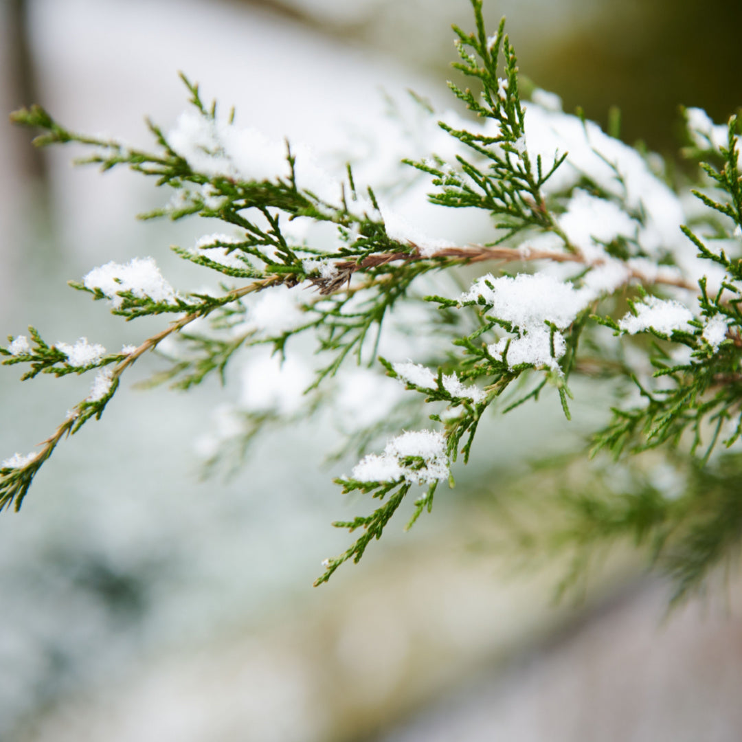 A close up of a branch with snow on it, exuding a Tranquil Woods Scented Jar Candle (13 oz) from the Tuscany Candle Winter Wellness Collection.