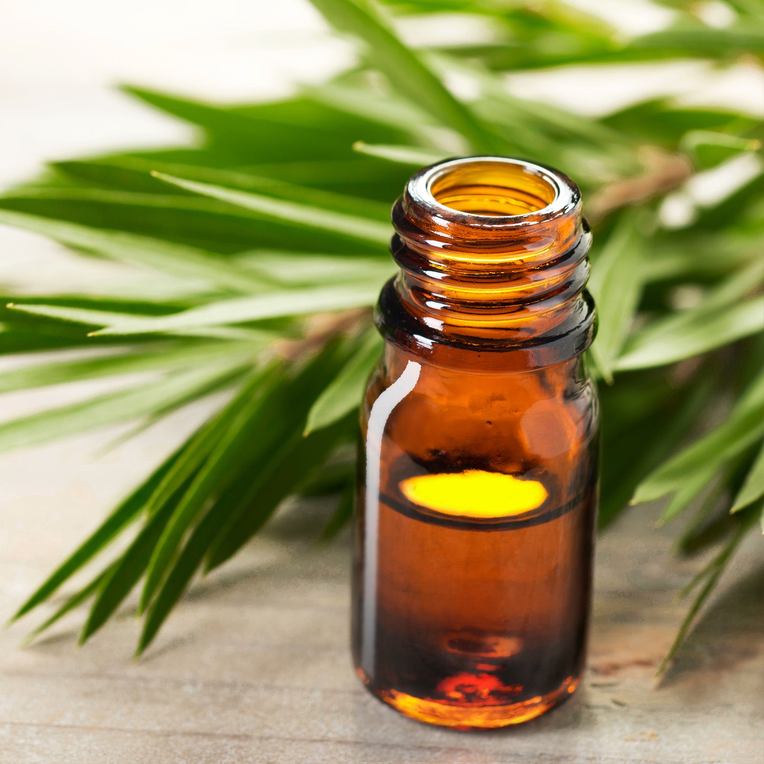 A photo of tea tree oil and tea tree leaves. This is a major fragrance component of the "Tea Leaves & Sandalwood" scented candle from Tuscany candle.