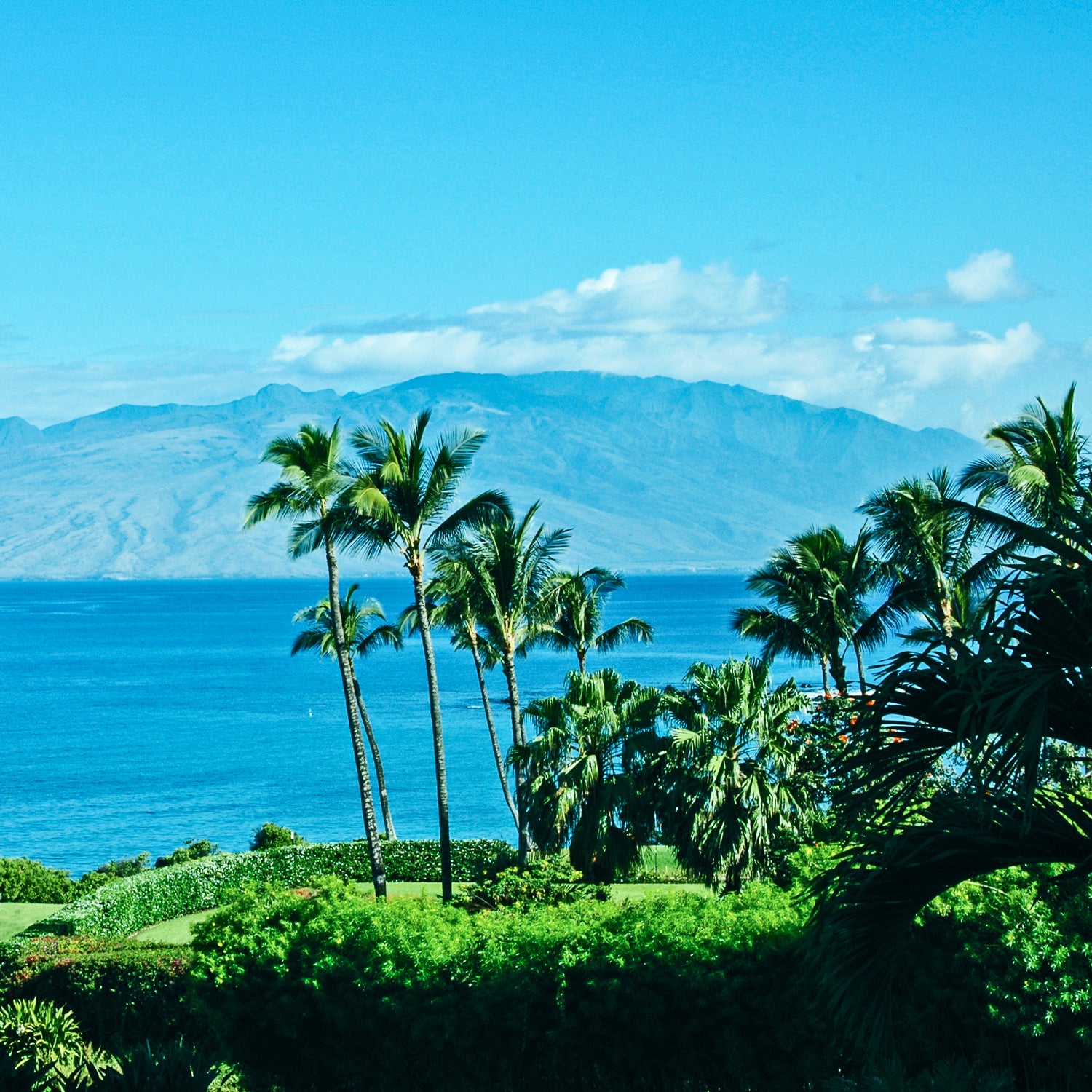 A tropical paradise with a view of the ocean and palm trees, creating a serene ambiance reminiscent of a Tuscany Candle Hawaiian Breeze Long-Lasting Scented Jar Candle (18 oz).