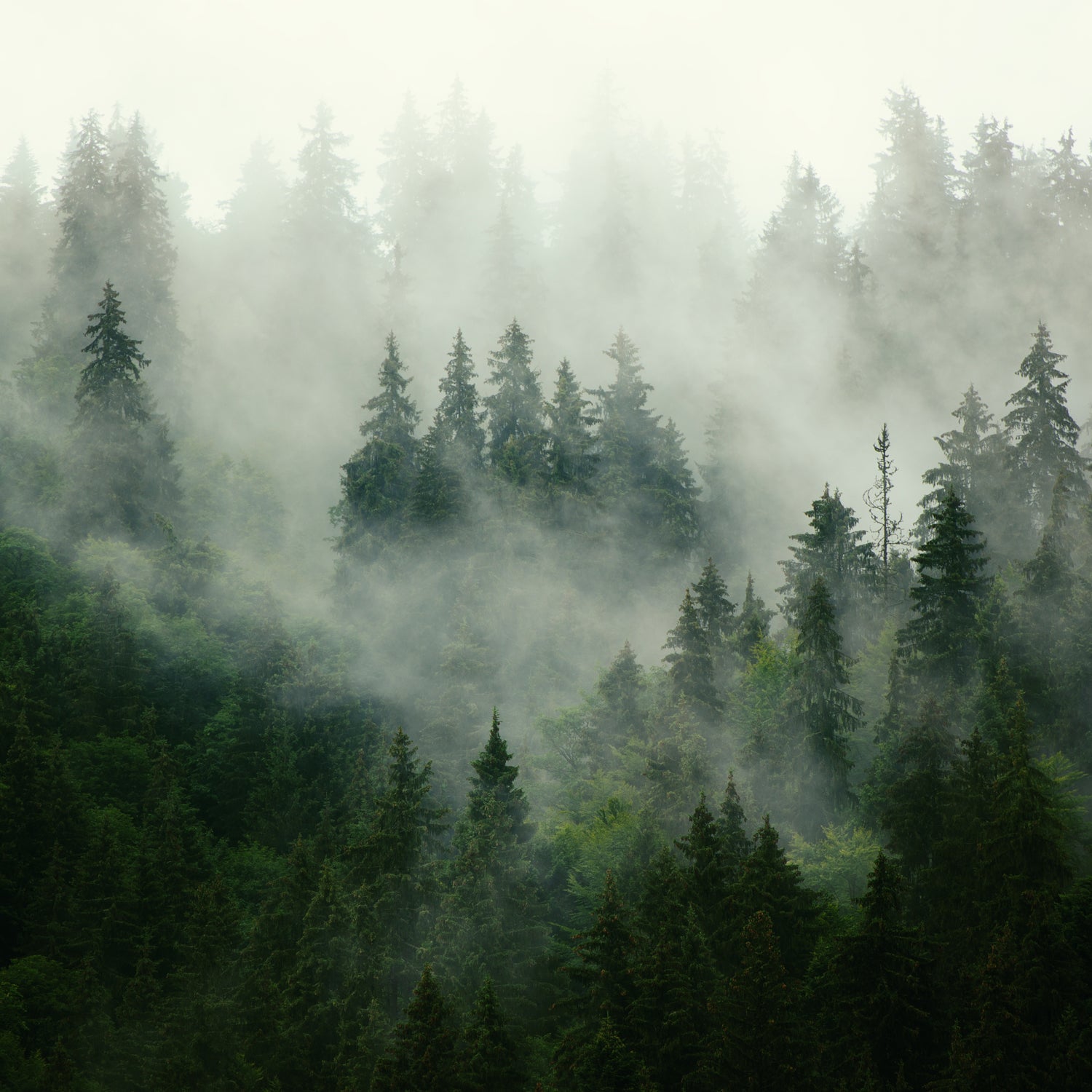 A Coastal Pine Scented Jar Candle (12 oz) from the Tuscany Candle® EVD brand filled a mist-filled forest.