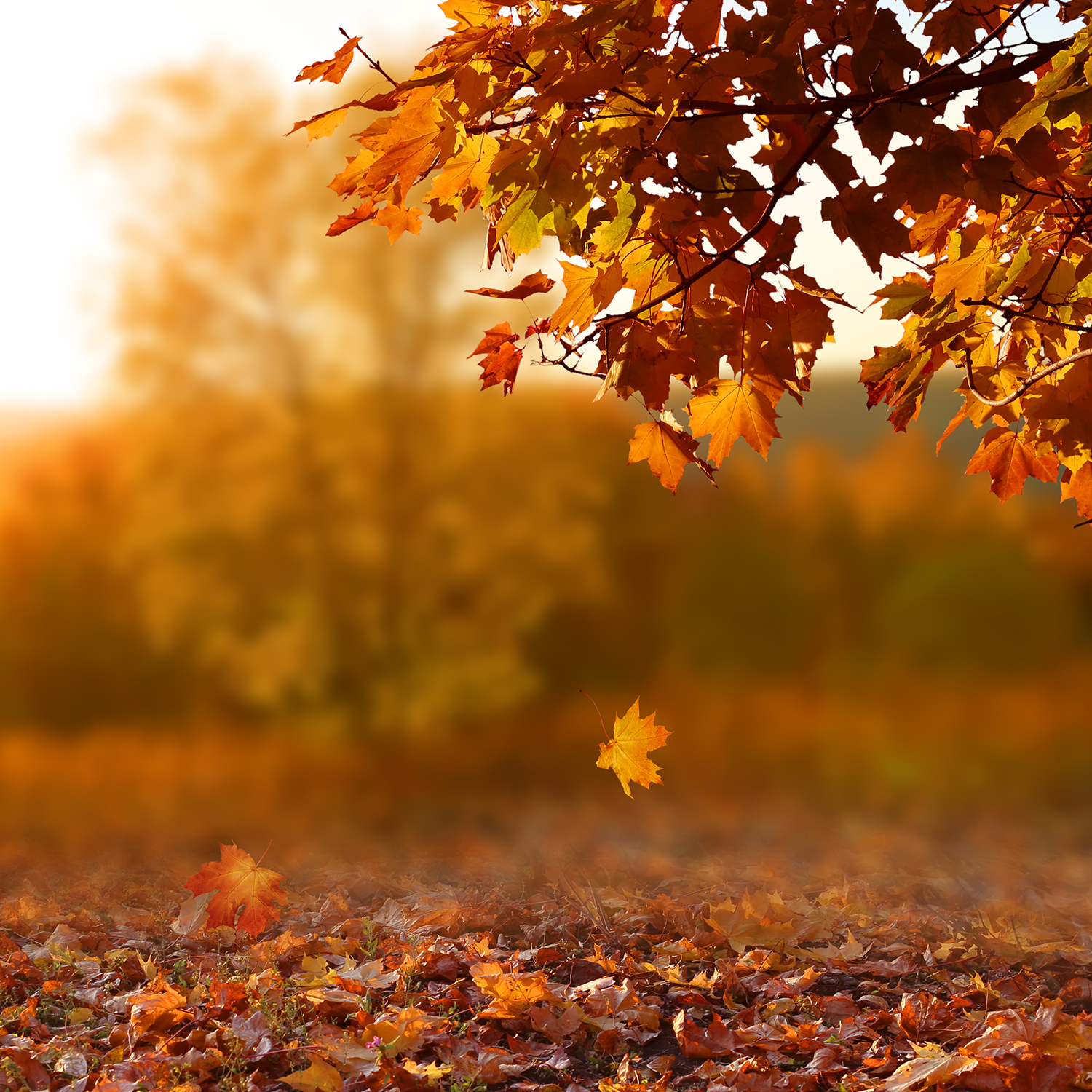 A fragrant autumn scene with Tuscany Candle's Copper Leaves Long-Lasting Scented Jar Candle (18 oz) on the ground.