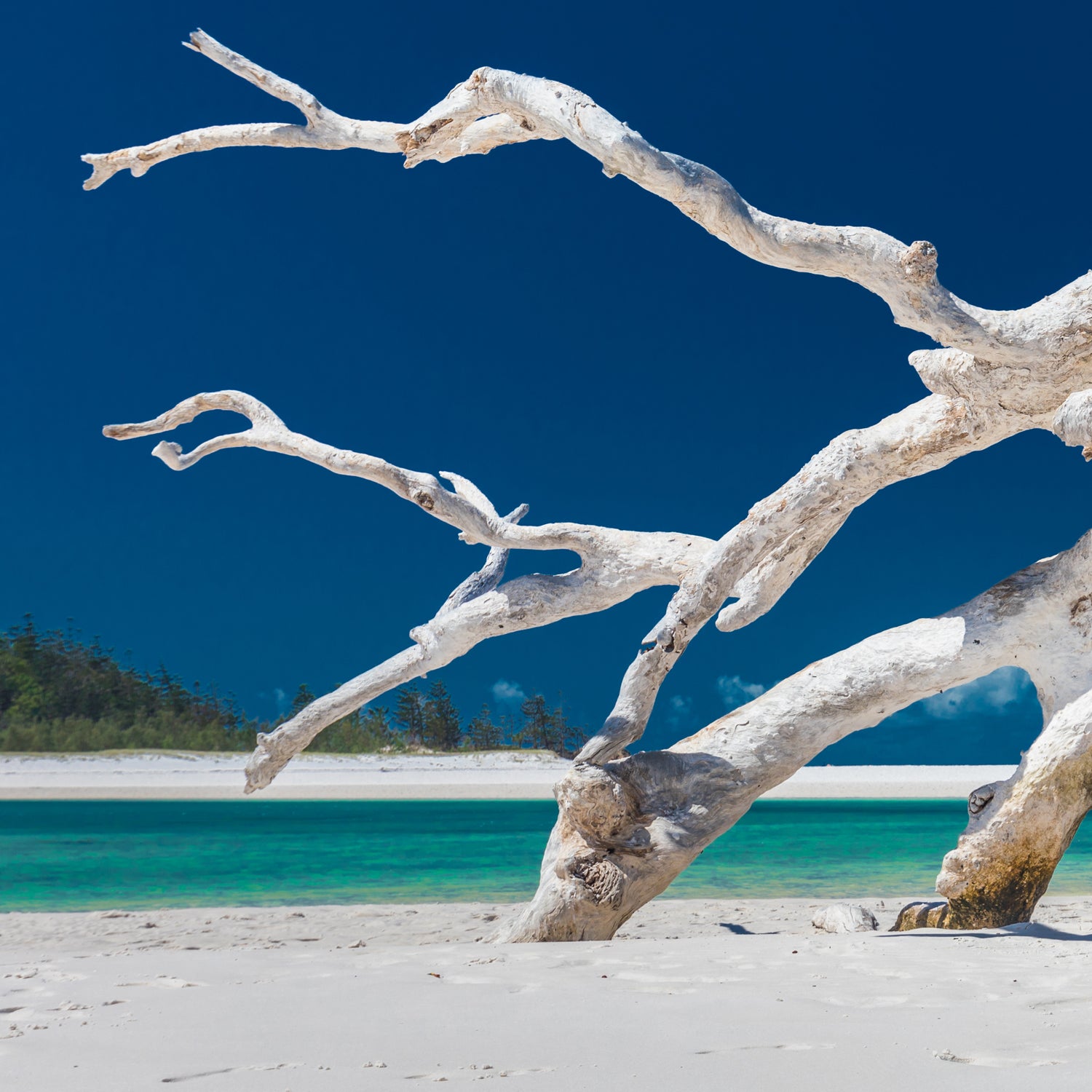 A dead Ocean View Long-Lasting Scented Jar Candle (14 oz) tree on a sandy beach.