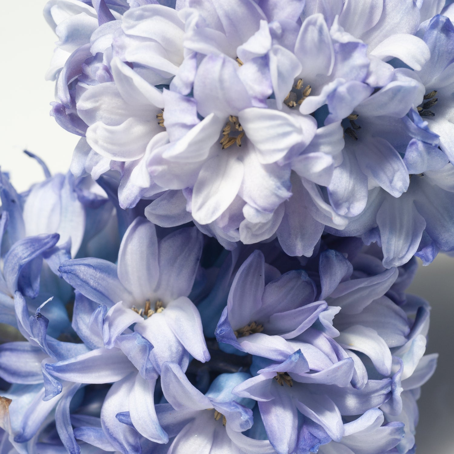 Blue hyacinth flowers on a white background, emitting the lovely fragrance of the Lilac Petal Long-Lasting Scented Jar Candle (14 oz) by Tuscany Candle.
