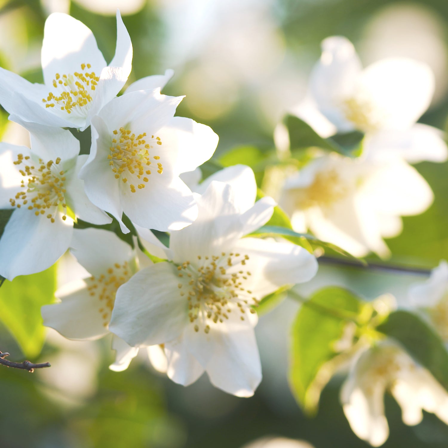 White lavender flowers on a branch.