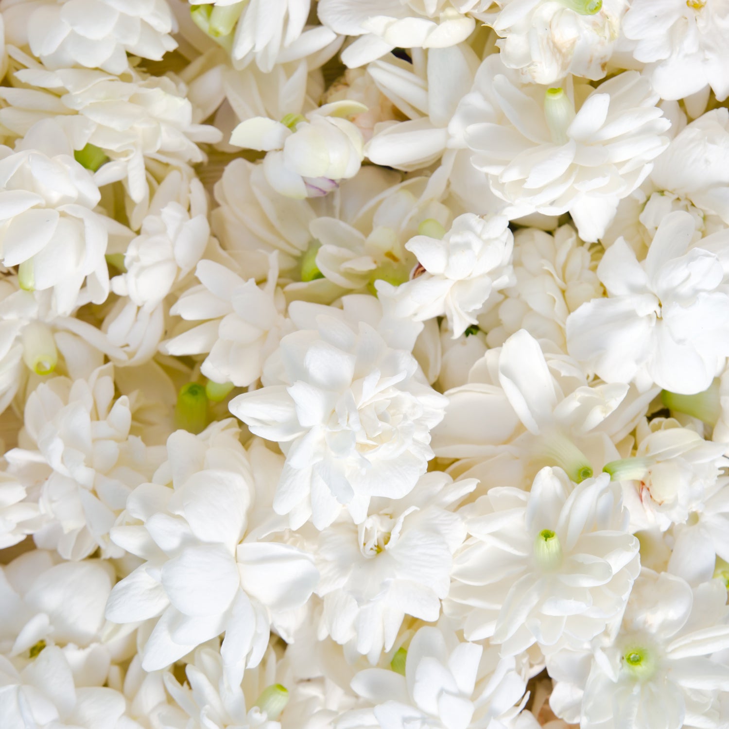 Jasmine petals - inspiration for Pink Grapefruit, a mal odor control scented candle from Tuscany' Candle's Serene Clean® collection of scented candles and fragrance bars
