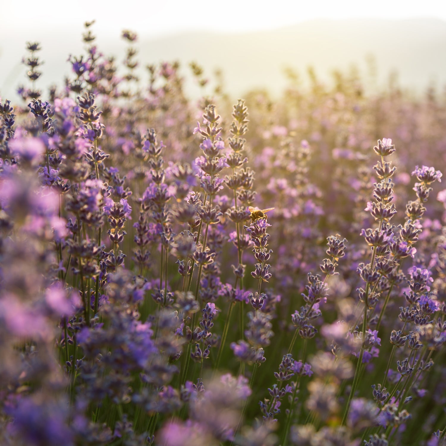 A picturesque field of Midnight Lavender Scented Jar Candle (12 oz) - Serene Clean Collection flowers with a bee gracefully floating in the background.