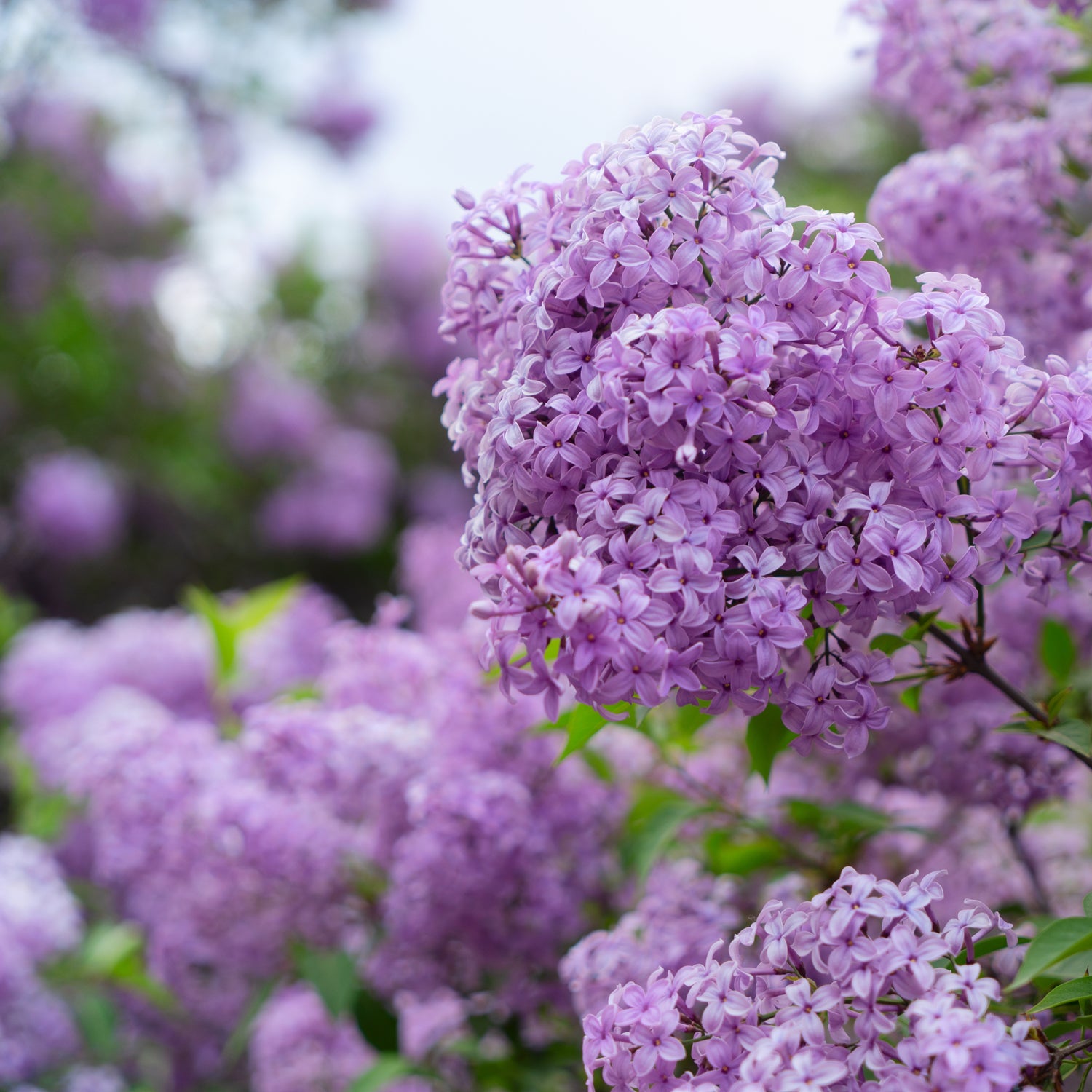 Purple Tuscany Candles are blooming in a garden, releasing their captivating Lilac Petal Long-Lasting Scented Jar Candle (14 oz) fragrance.