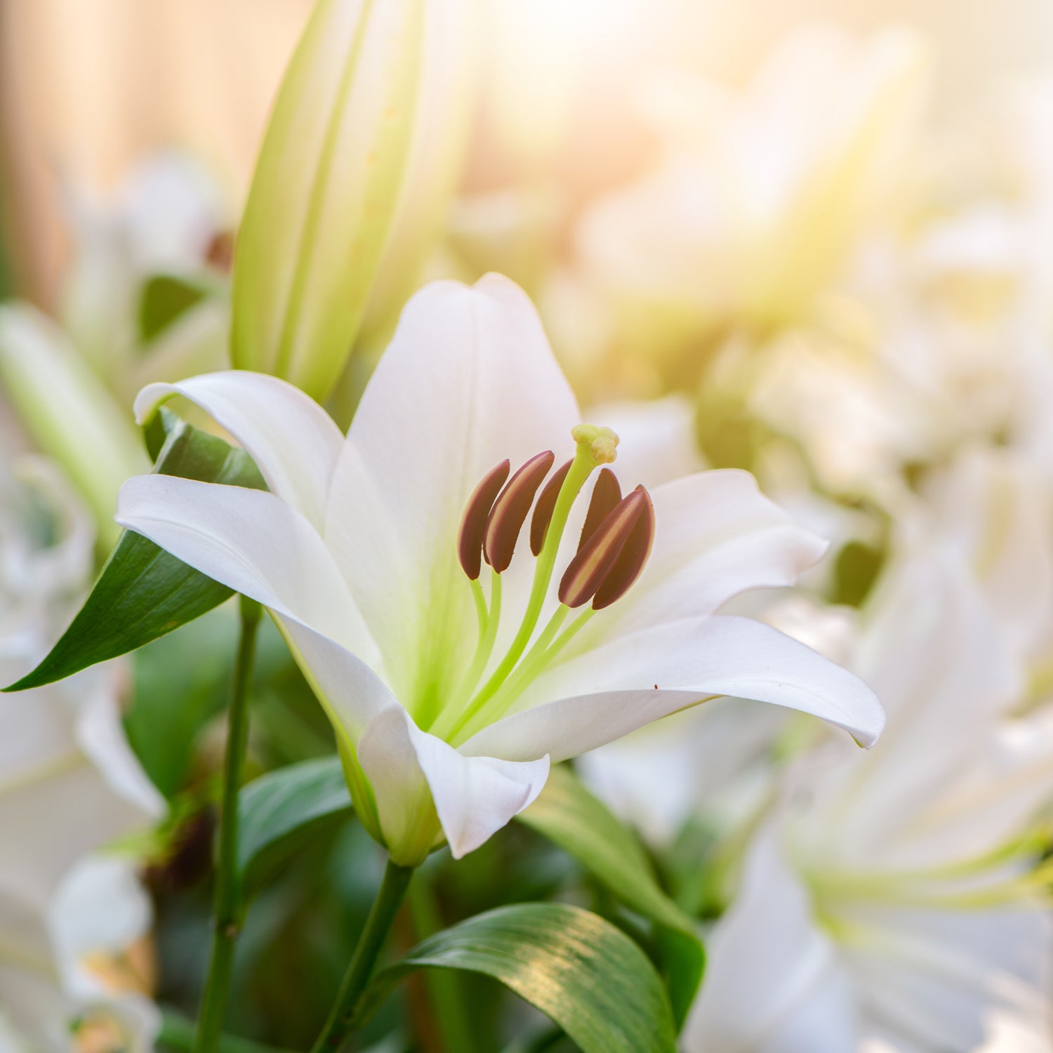 White lilies in a Prairie Harmony scented filled vase. Product Name: Tuscany Candle - Prairie Harmony Scented Jar Candle (15 oz) – Elemental Aromatics Collection.